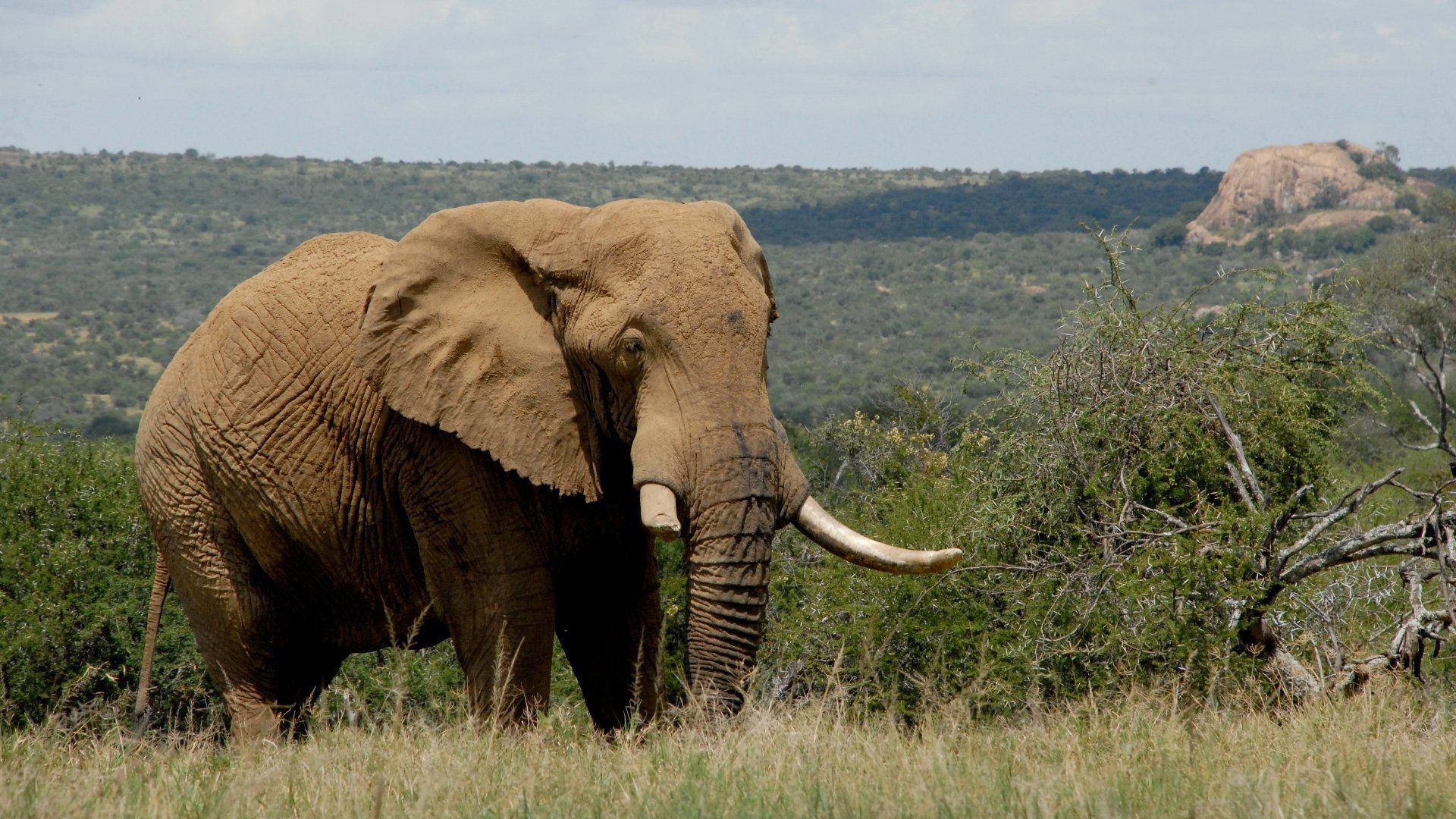 萌宠 大象 珍惜动物 可爱 宽屏