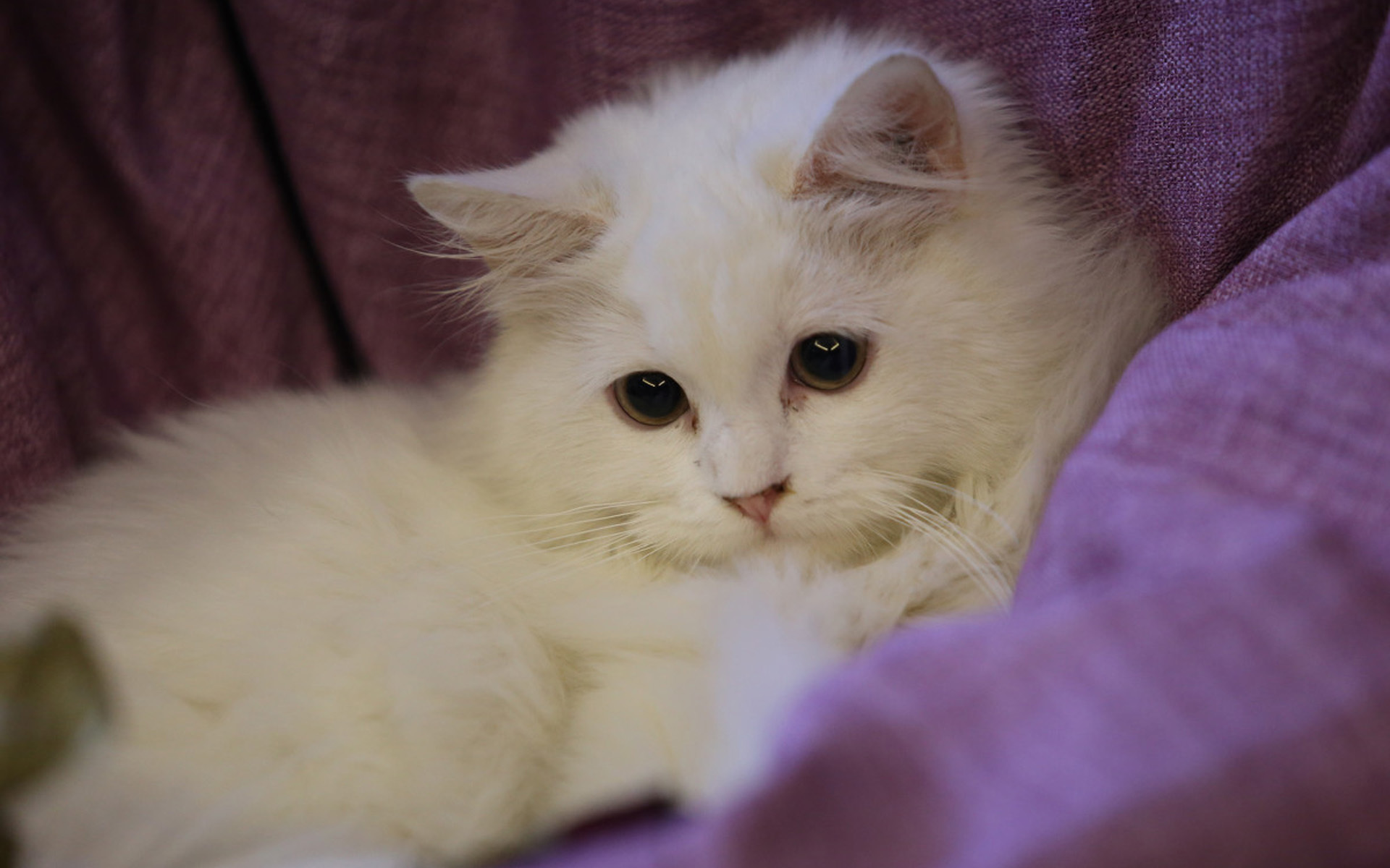 萌宠 动物 喵星人 猫