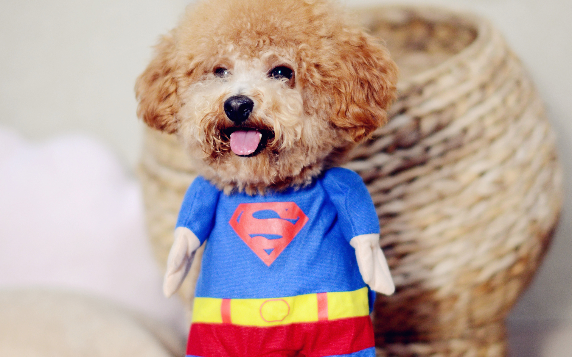 汪星人  可爱萌宠小狗  搞笑  呆萌 泰迪