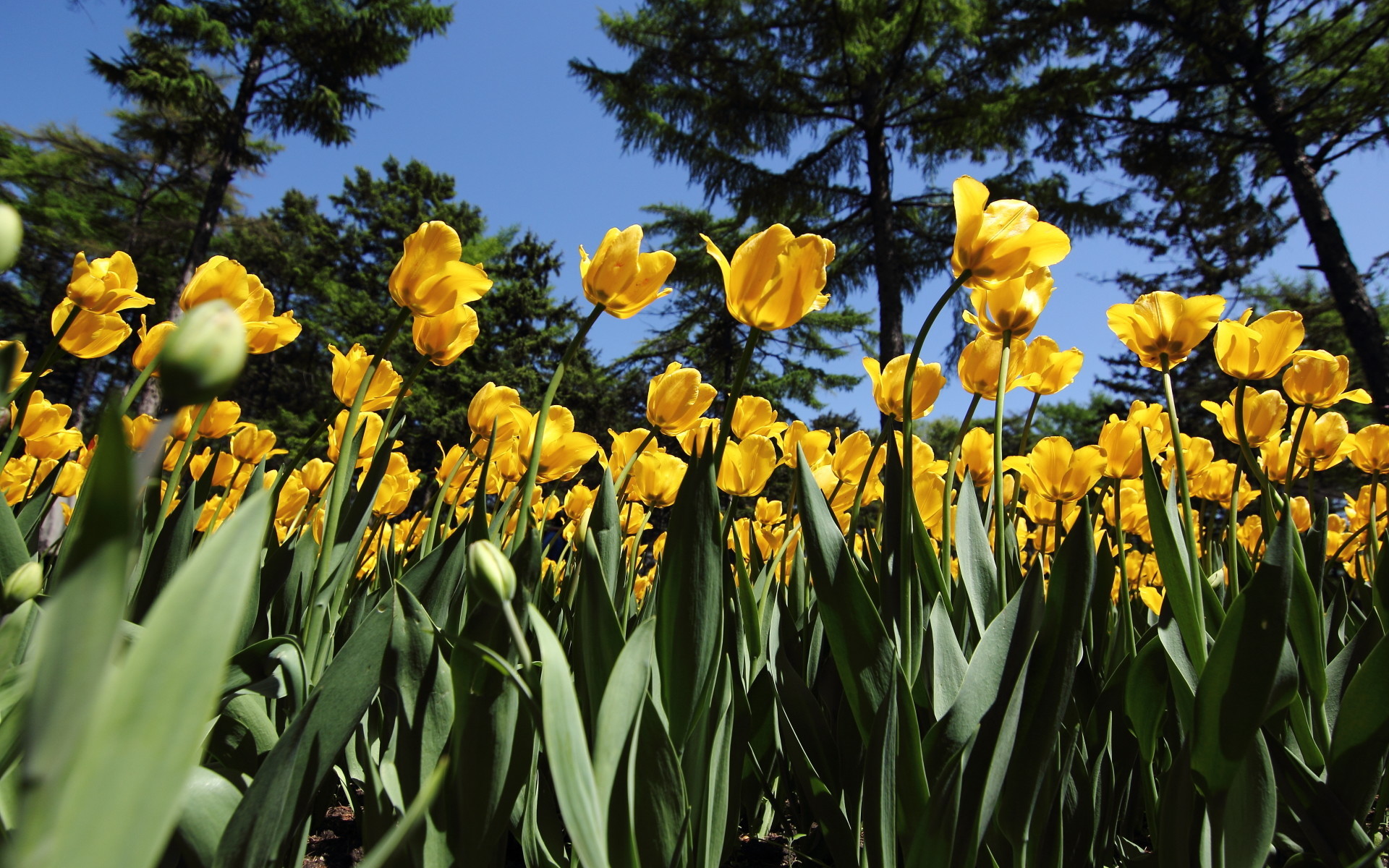 清新淡雅 郁金香
