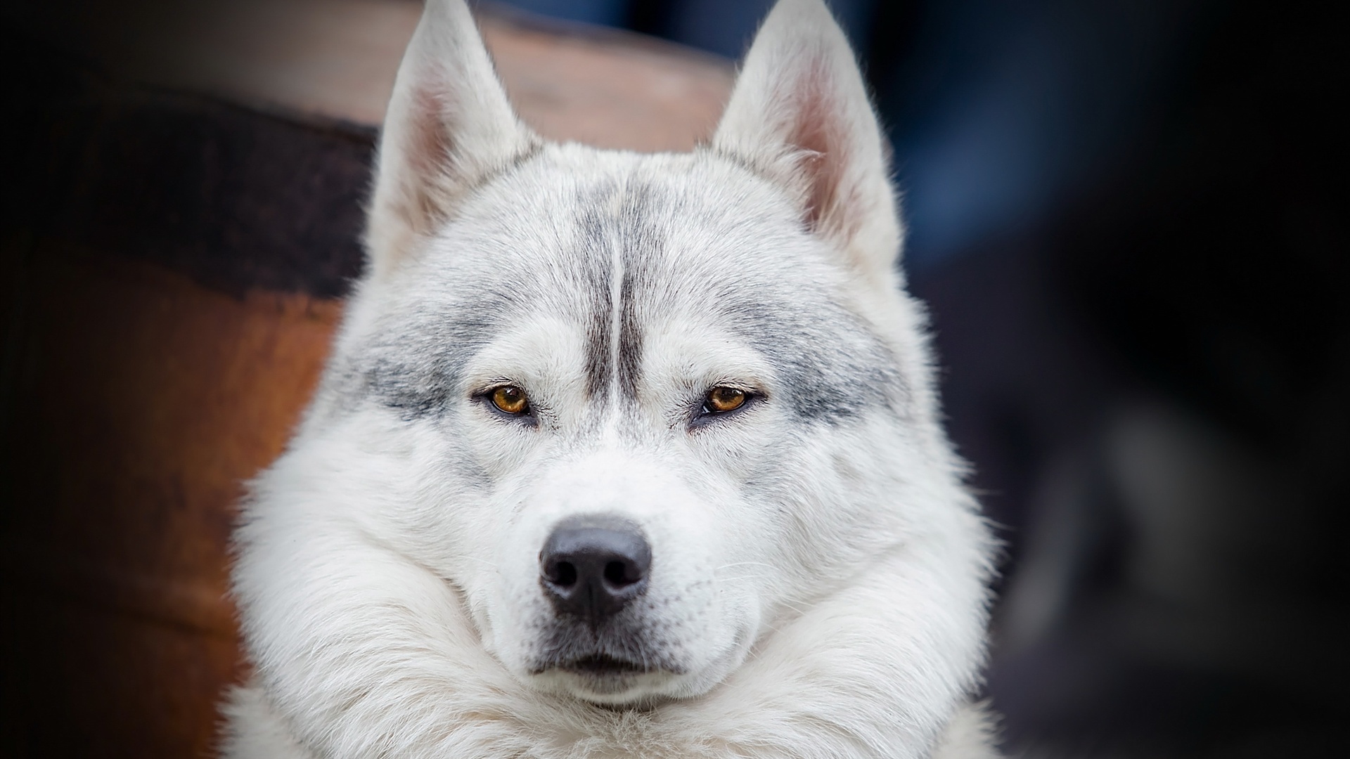 萌宠动物 汪星人