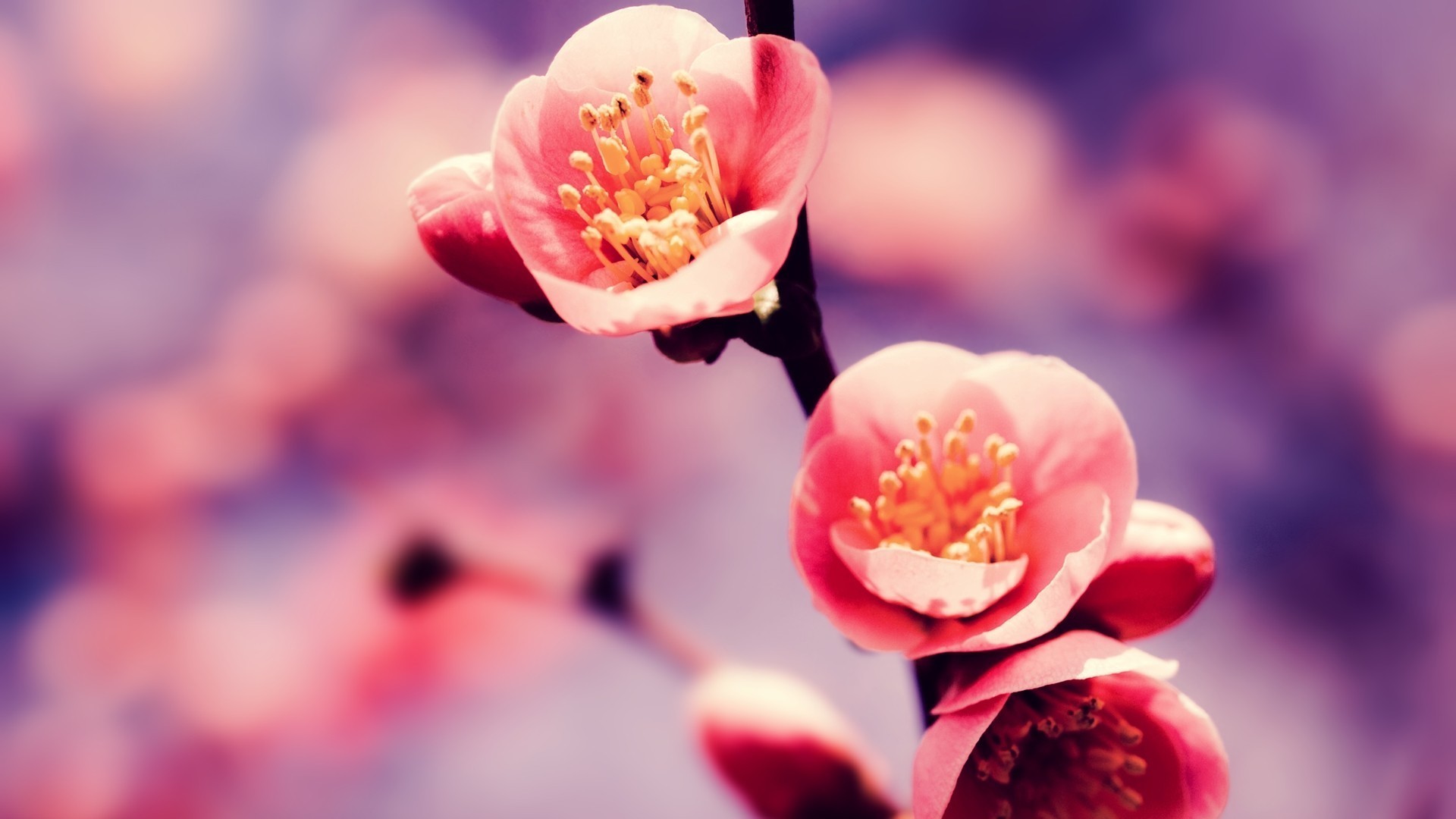 清新淡雅 粉色桃花