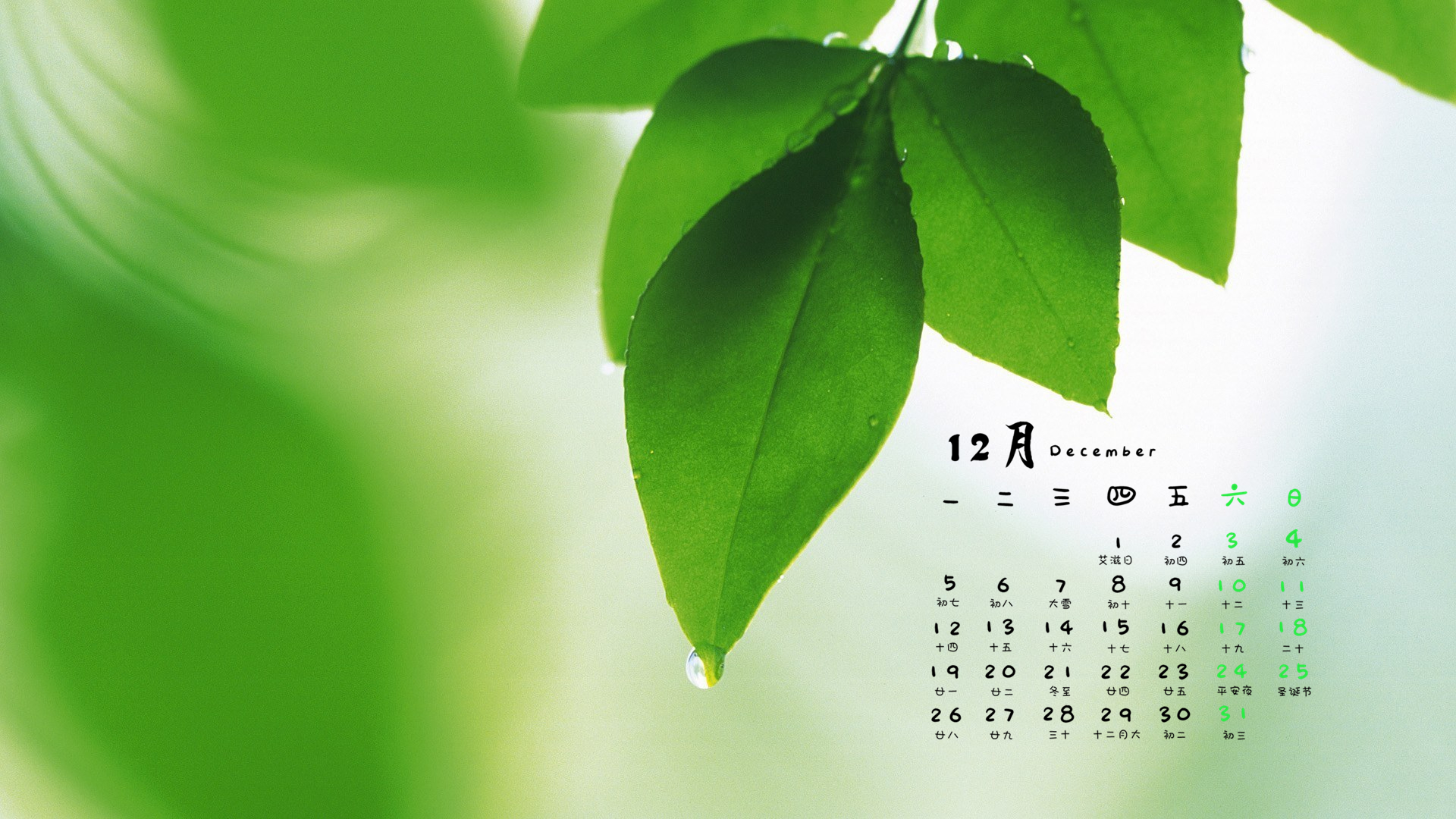 12月 护眼 植物 叶子 小清新
