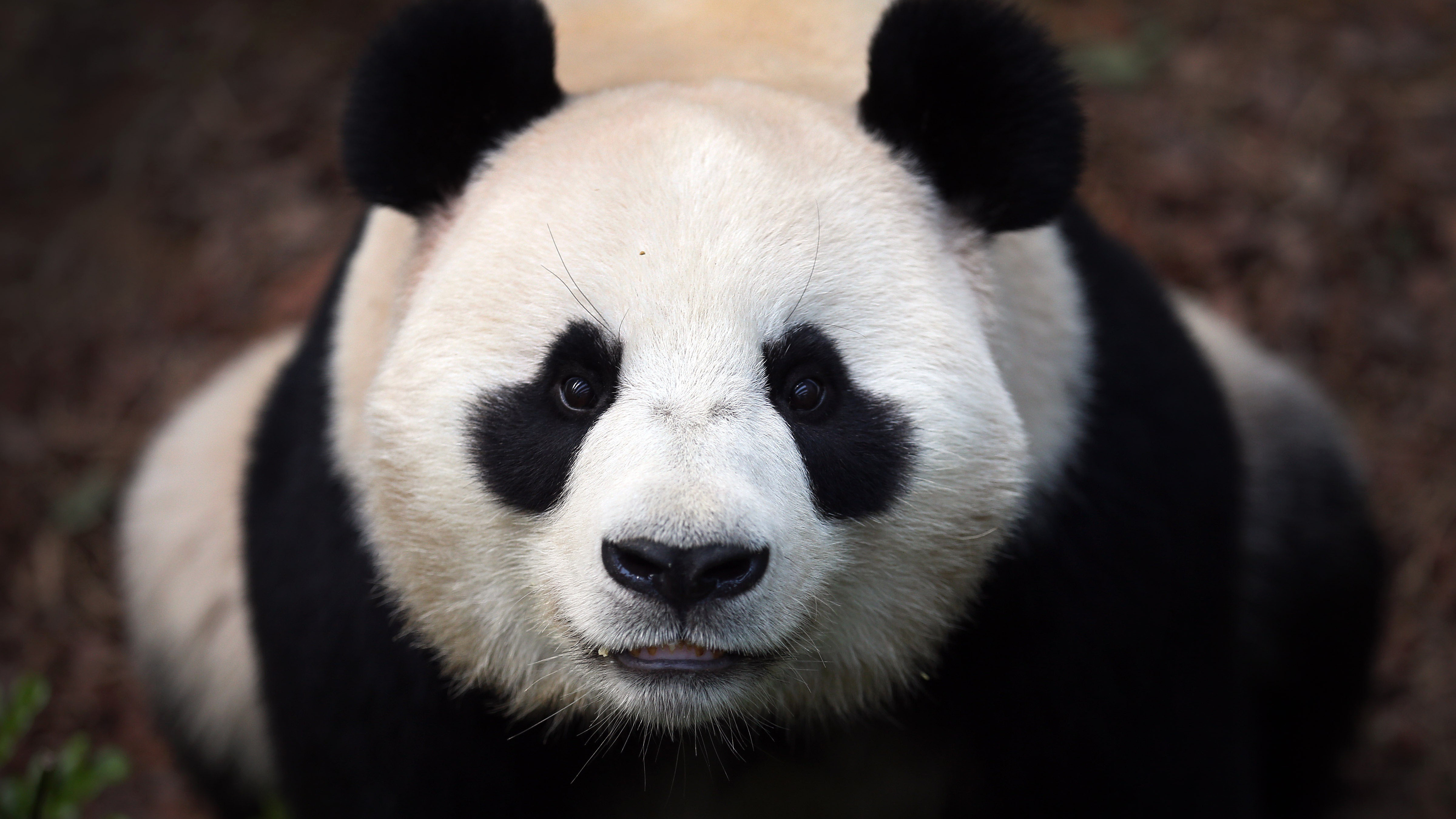 野生动物 熊猫 国宝 可爱