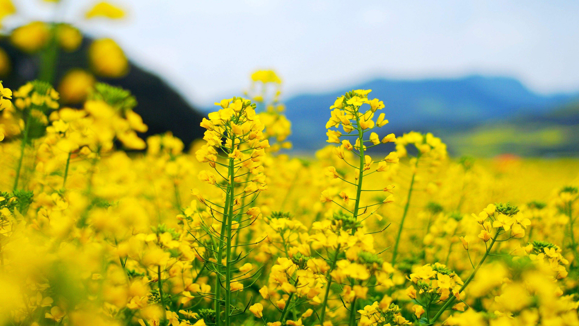 风景 油菜花