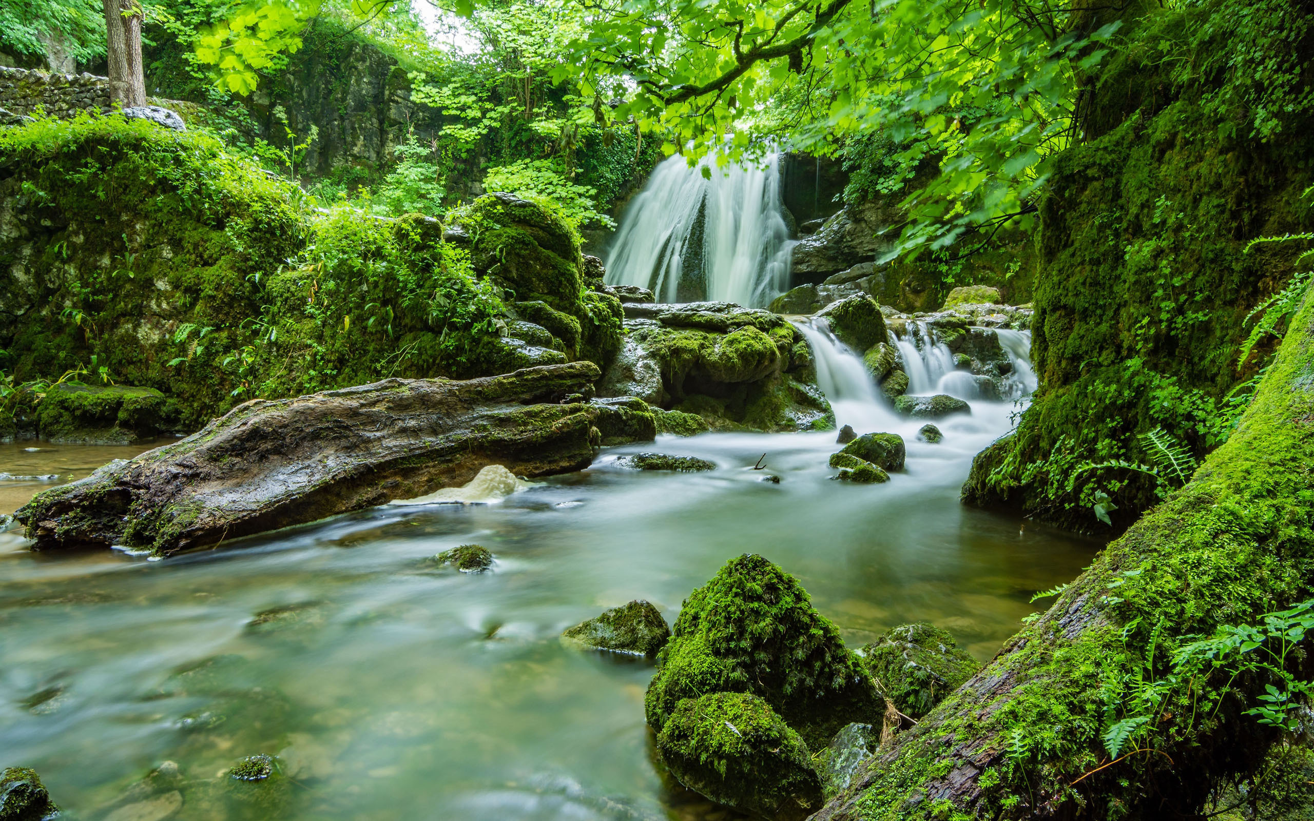 夏日炎炎  清凉   溪水  树林