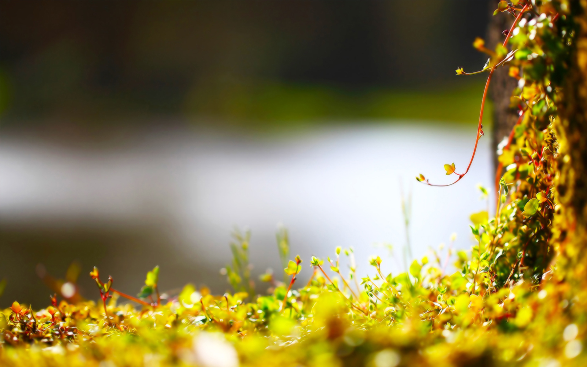 小清新 绿叶 清新 可爱 宽屏