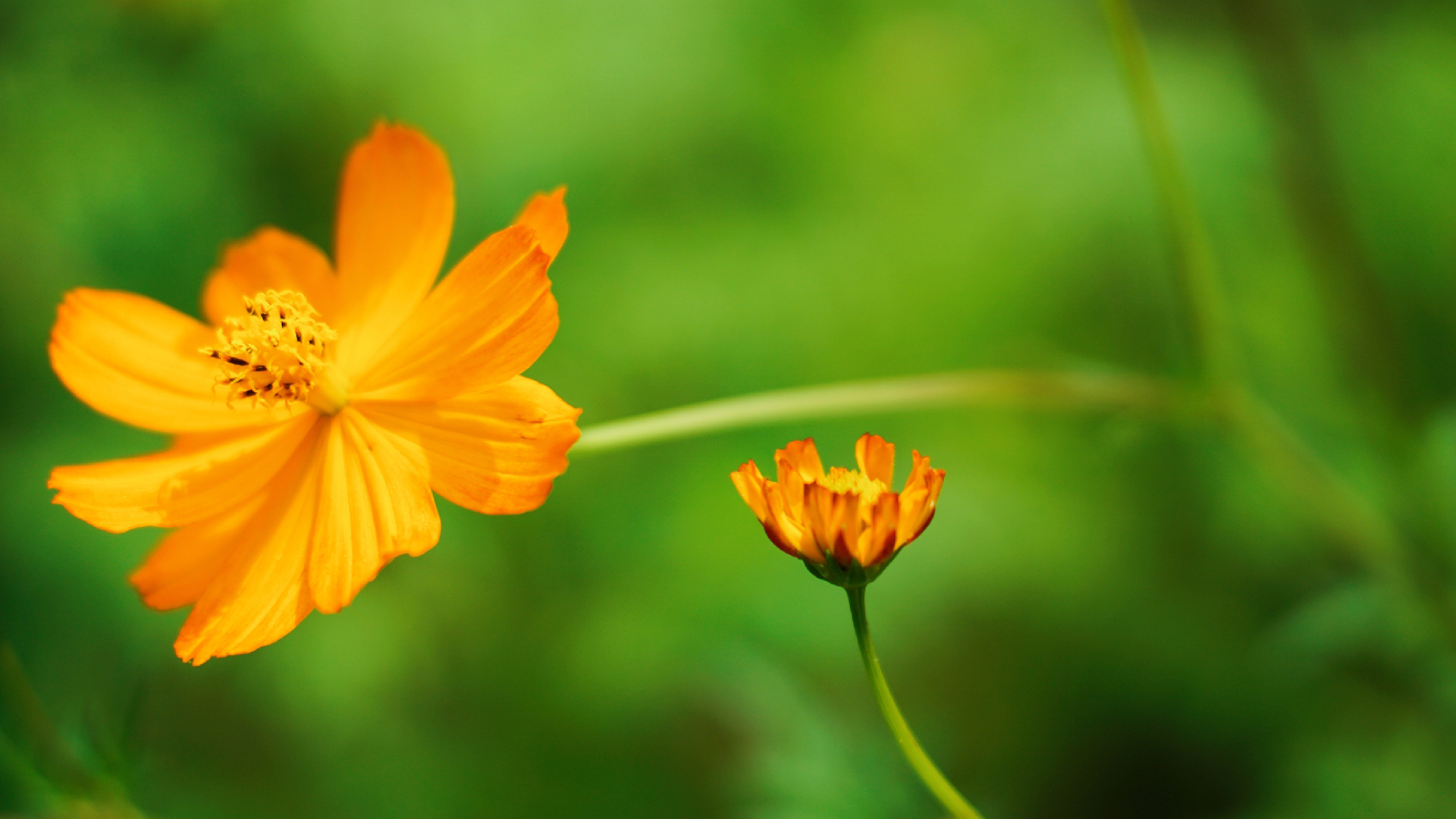 护眼壁纸  绿色 护眼   植物  花卉