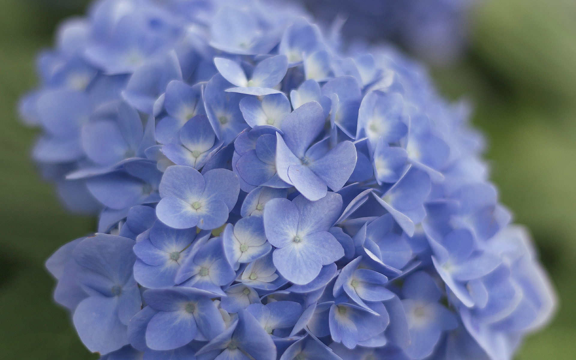 护眼壁纸  绿色 护眼   植物  花卉  绣球花