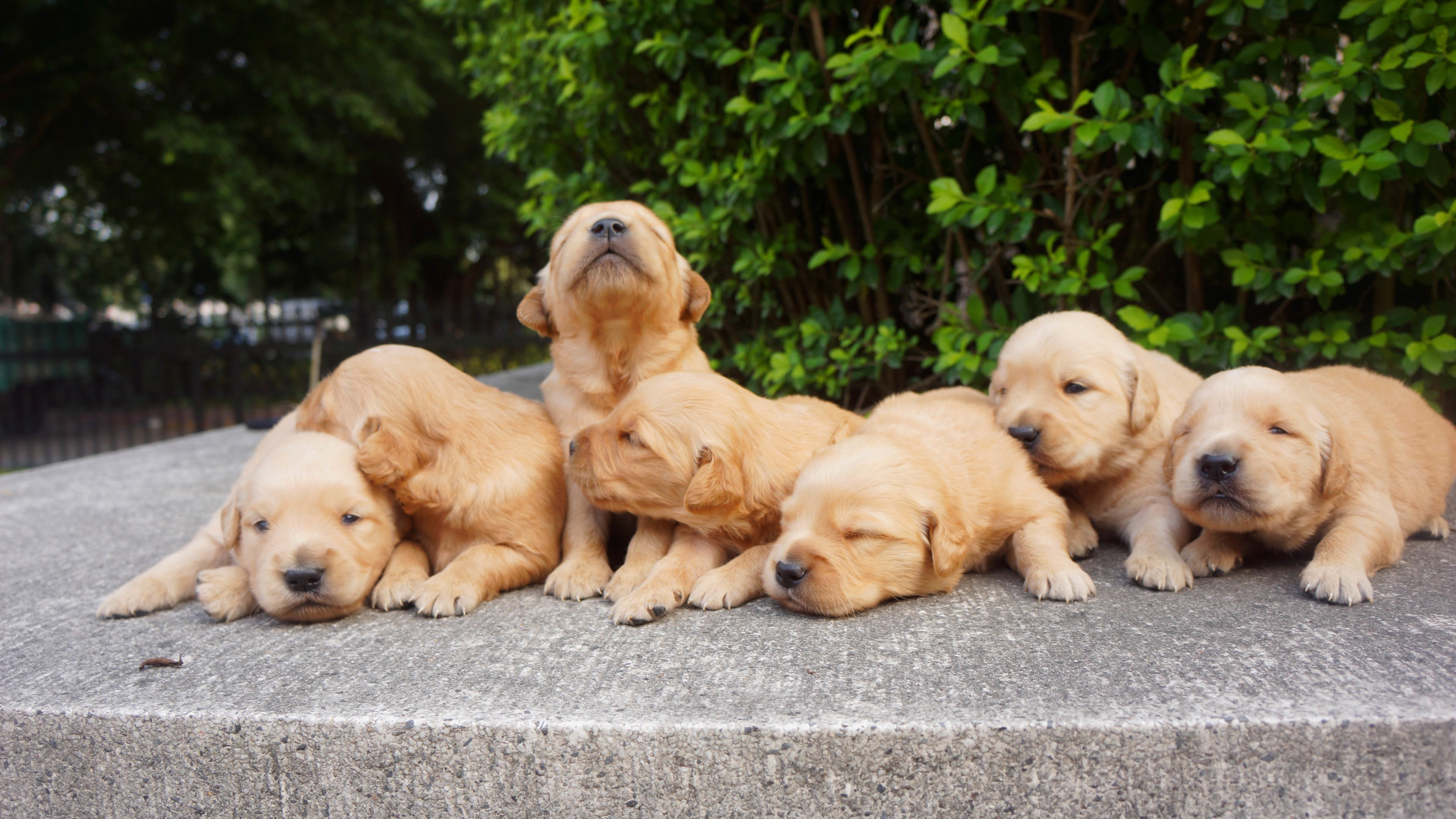 汪星人 一群小金毛 幼犬