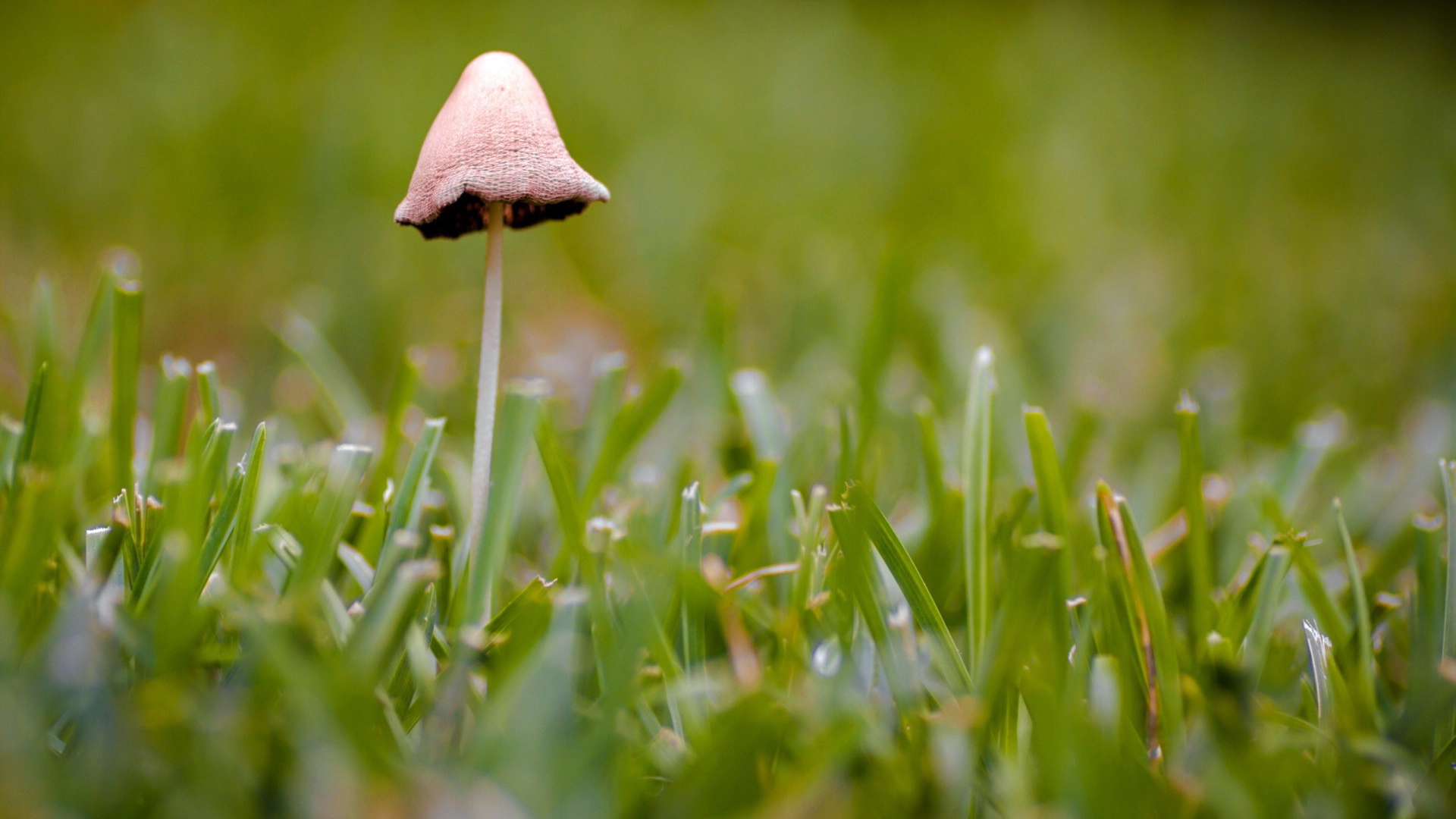 小清新 小蘑菇 清新 可爱 护眼