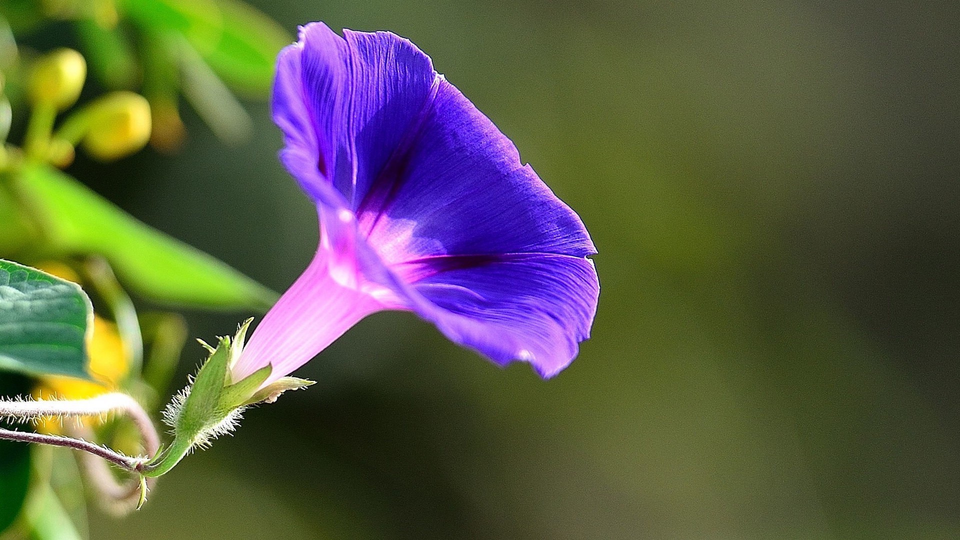 护眼壁纸  绿色  植物  高清  护眼   牵牛花