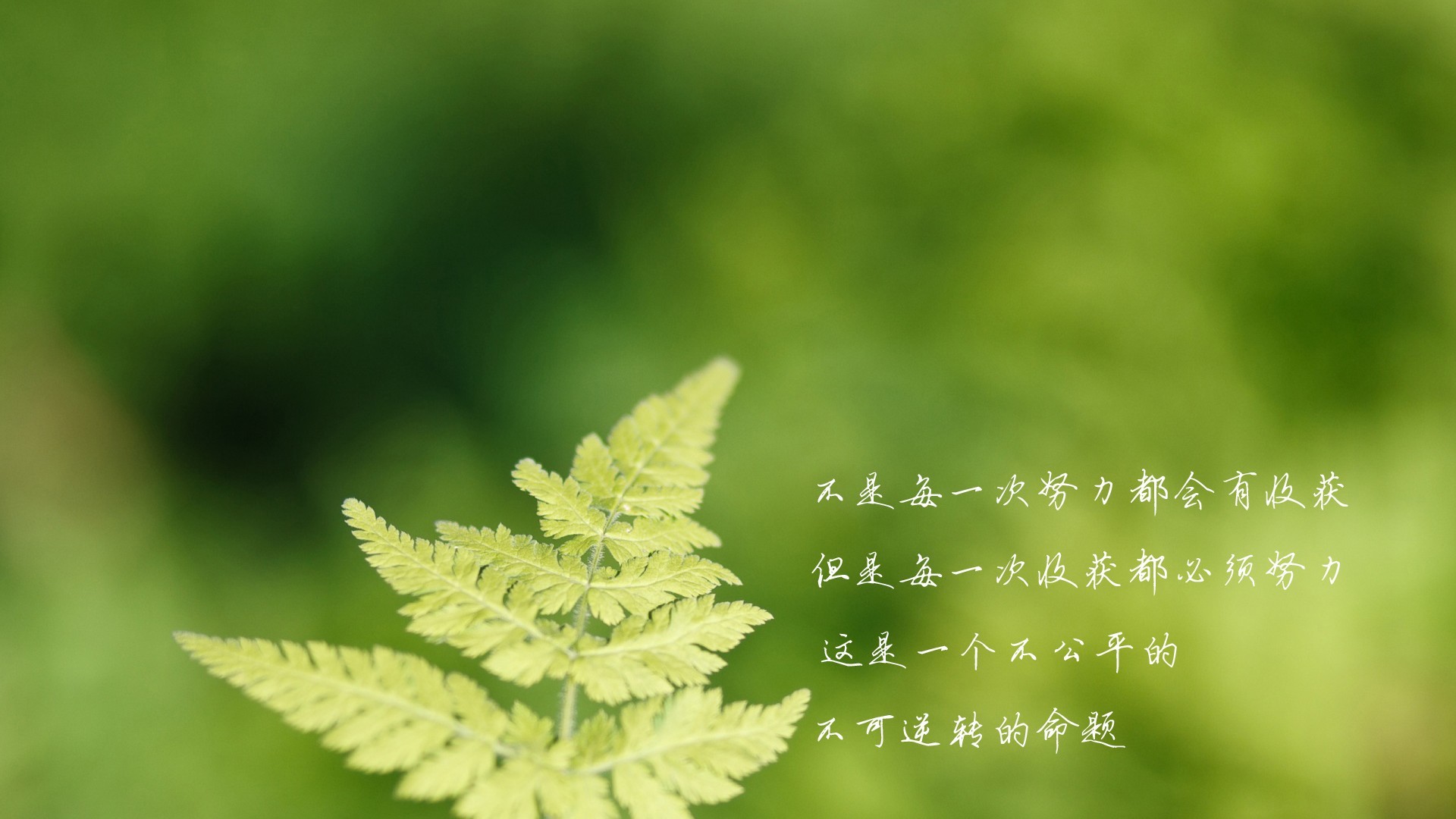 文字 努力 收获