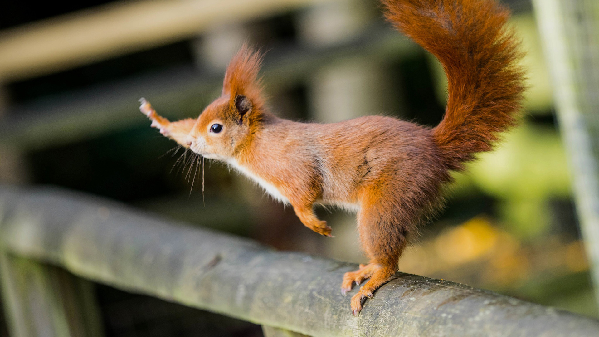 萌宠 动物 松鼠