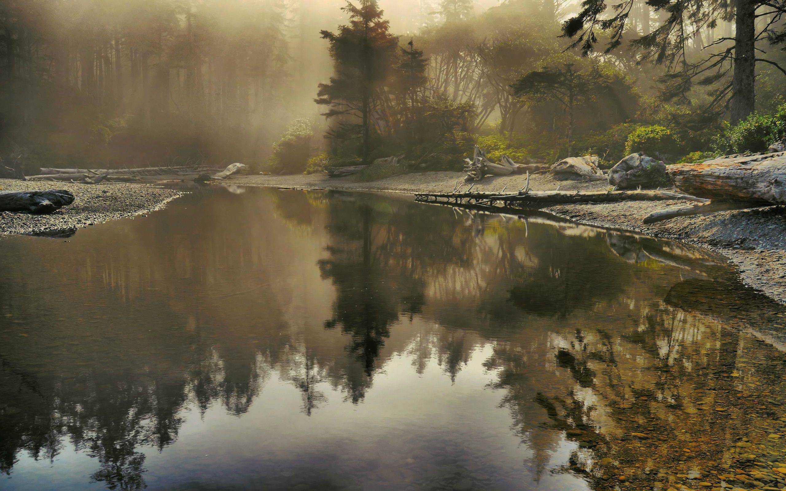 自然风光 森林 小溪