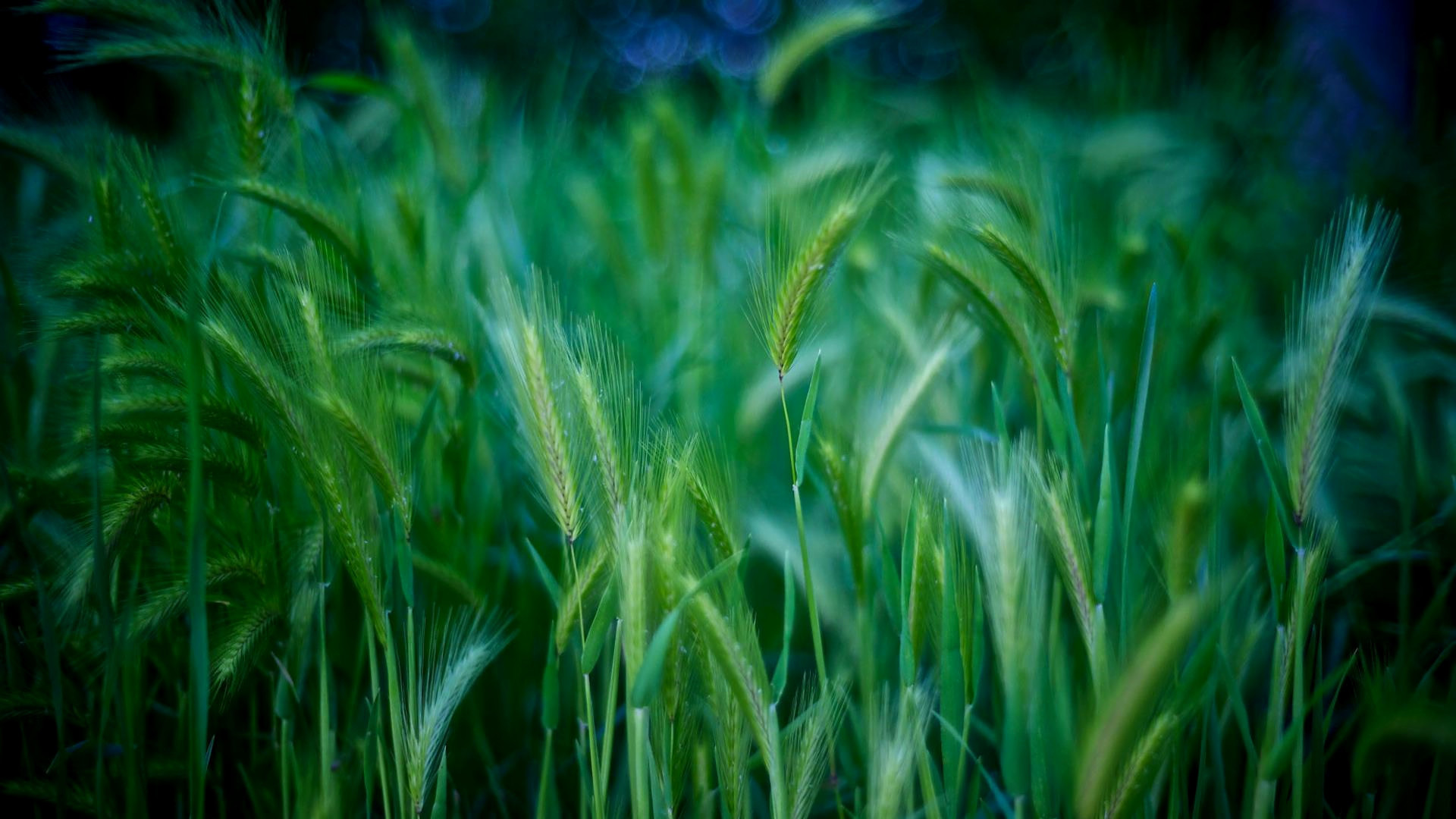 小清新 护眼壁纸 麦穗 绿色