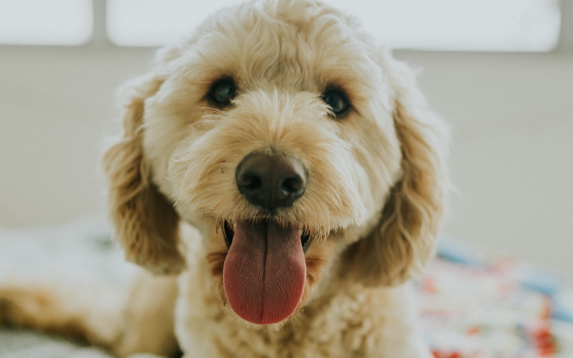 汪星人  可爱萌宠小狗