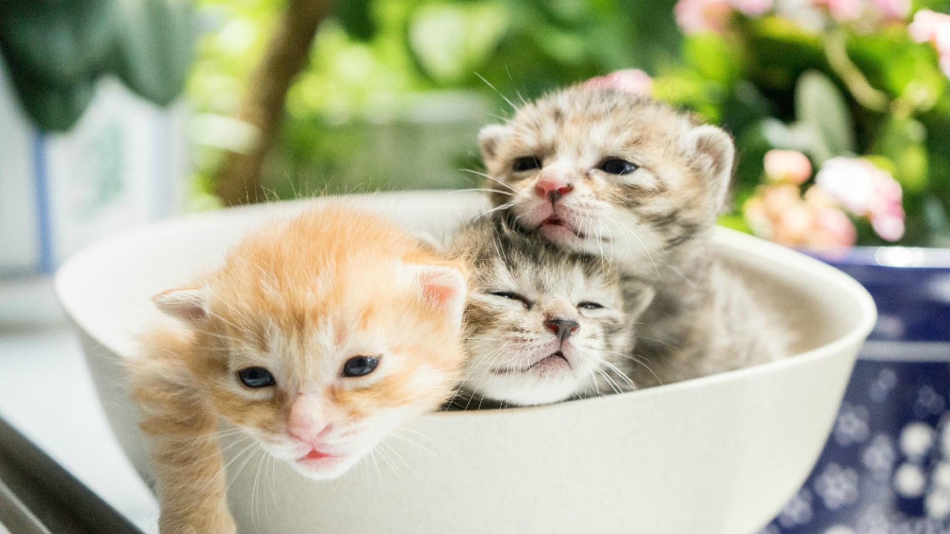 萌宠 动物 猫 喵星人