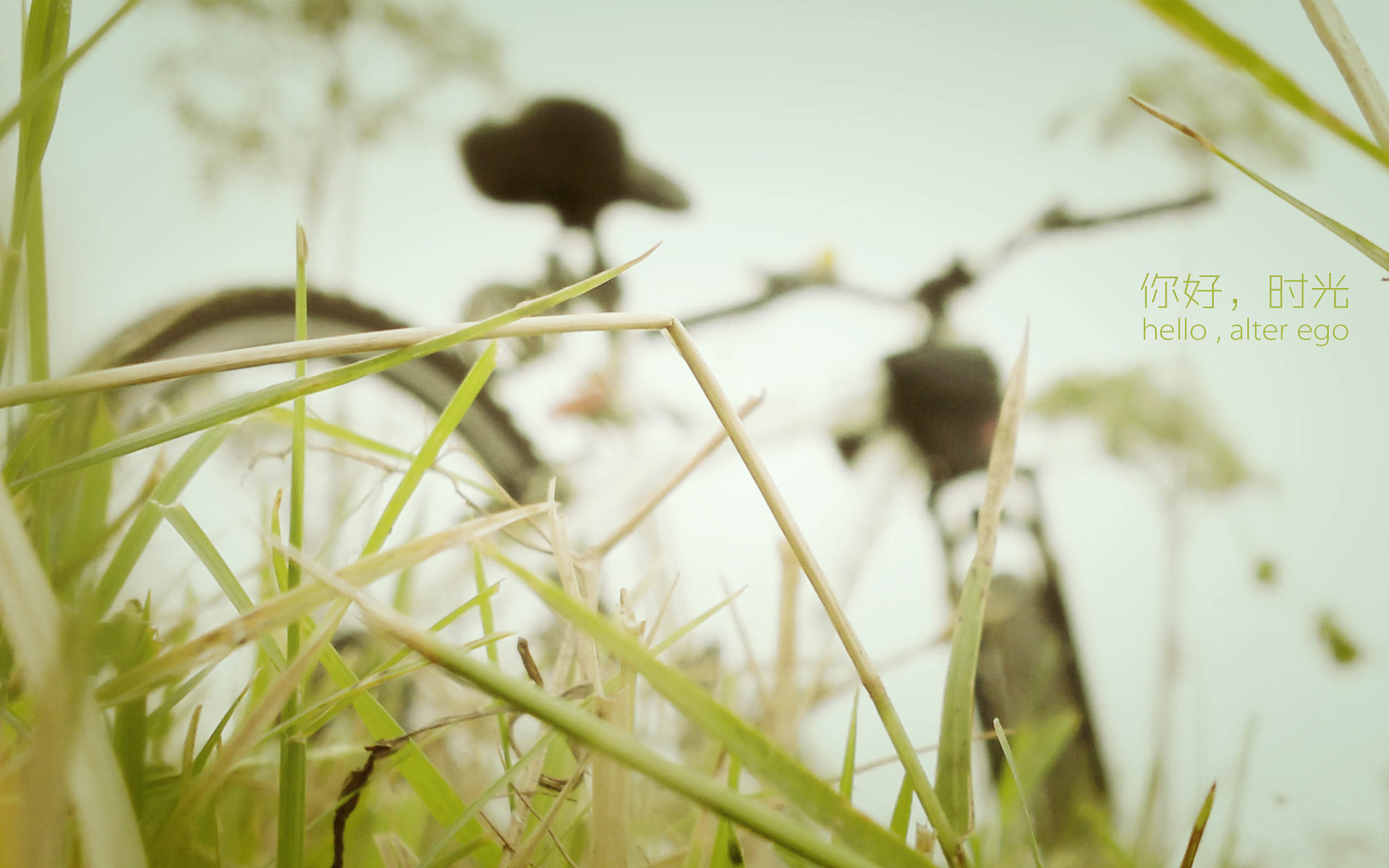 文字 唯美 时光