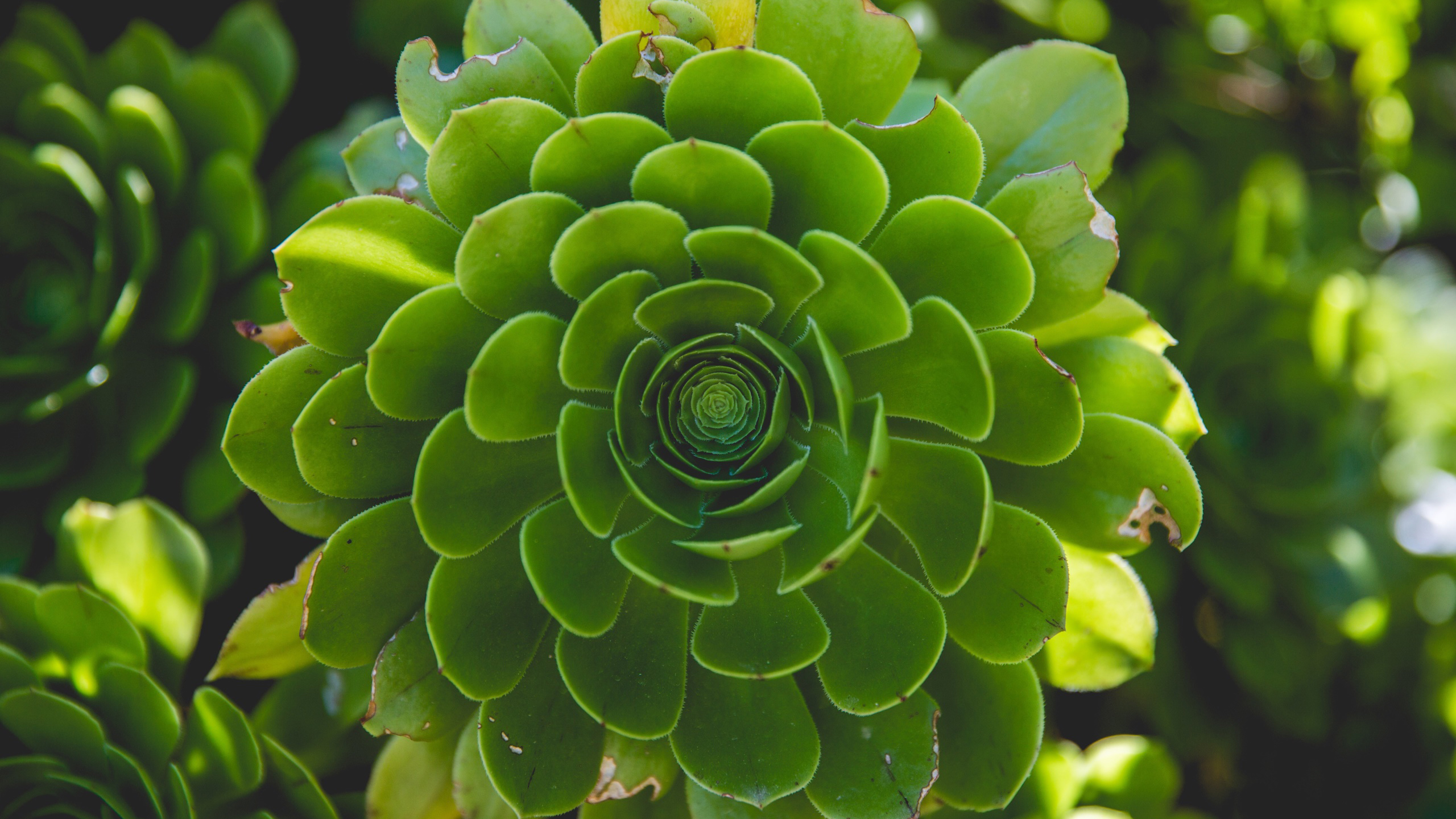 护眼壁纸 多肉 观音莲