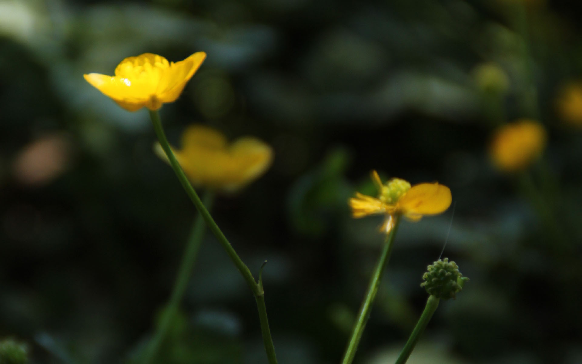 护眼壁纸  可爱黄色小花  植物