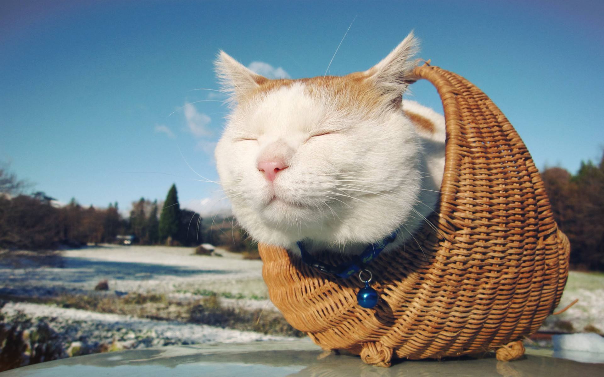 喵星人  萌宠小喵咪  呆萌