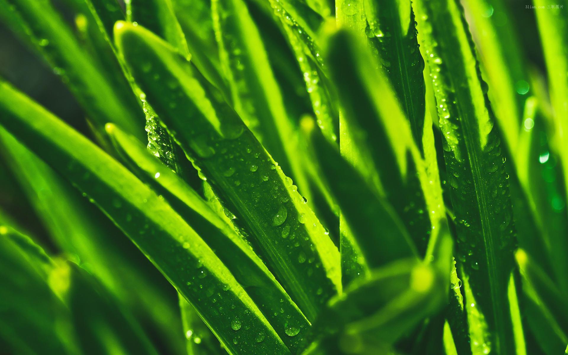 护眼壁纸 绿色植物 水珠
