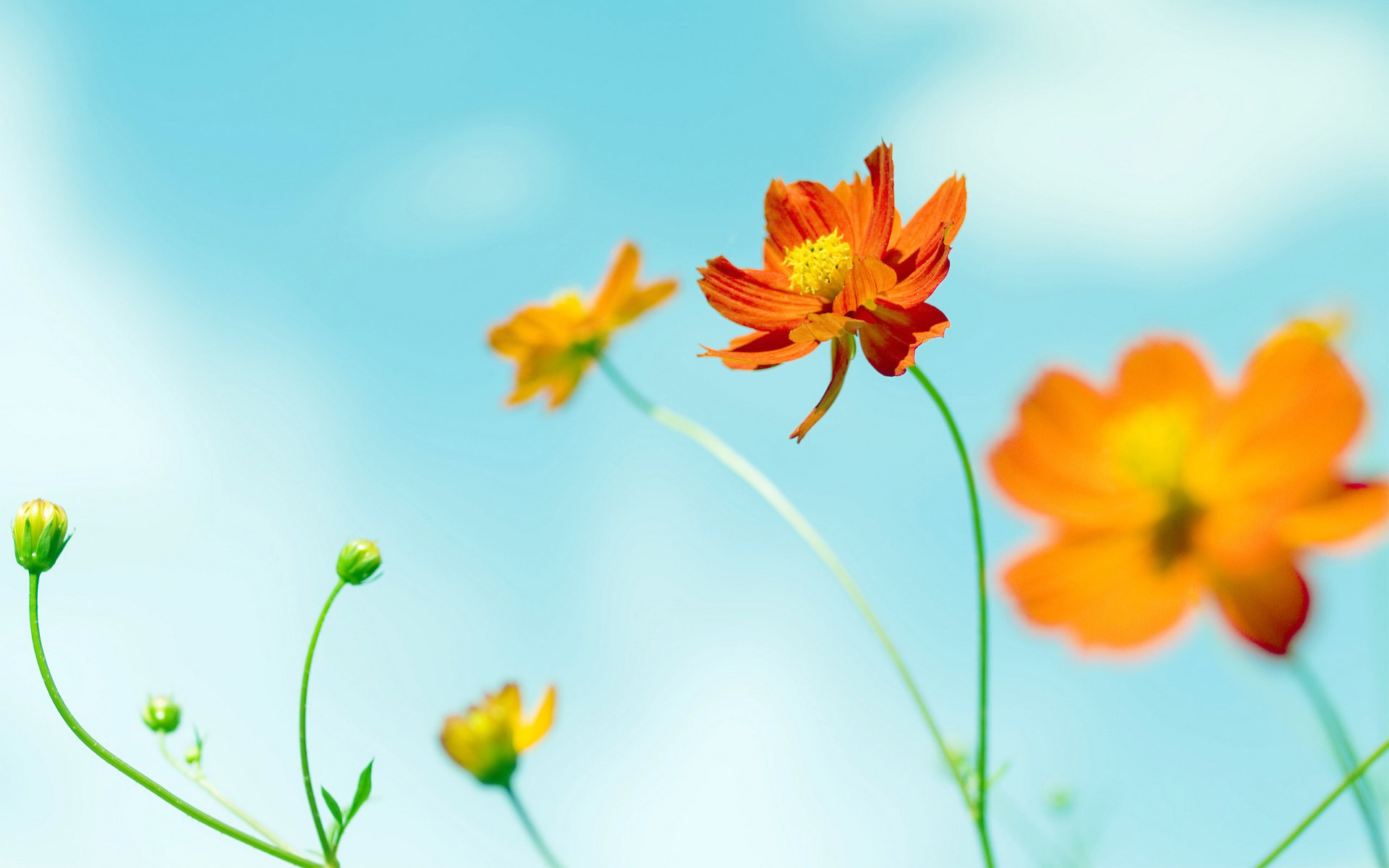 小清新 小黄花 清新 可爱 宽屏