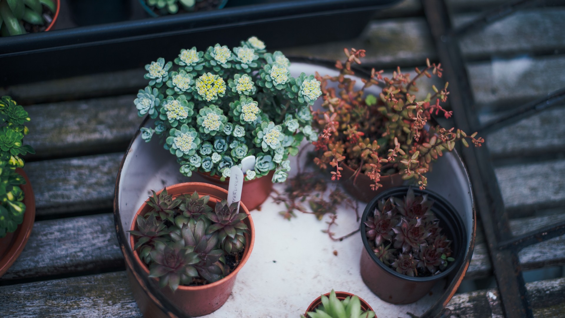 小清新 静物写真 盆栽 多肉
