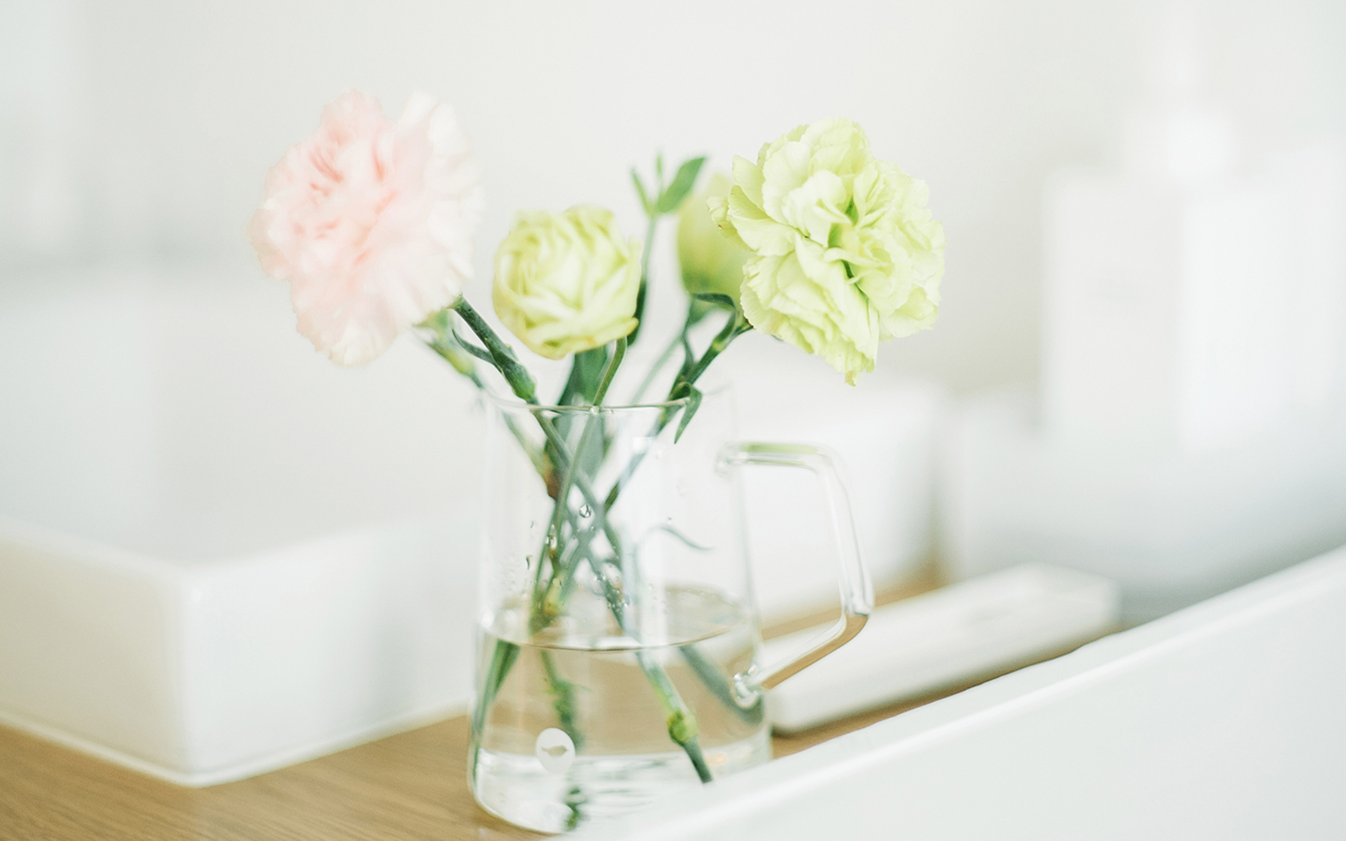 静物写真 康乃馨 安静  室内