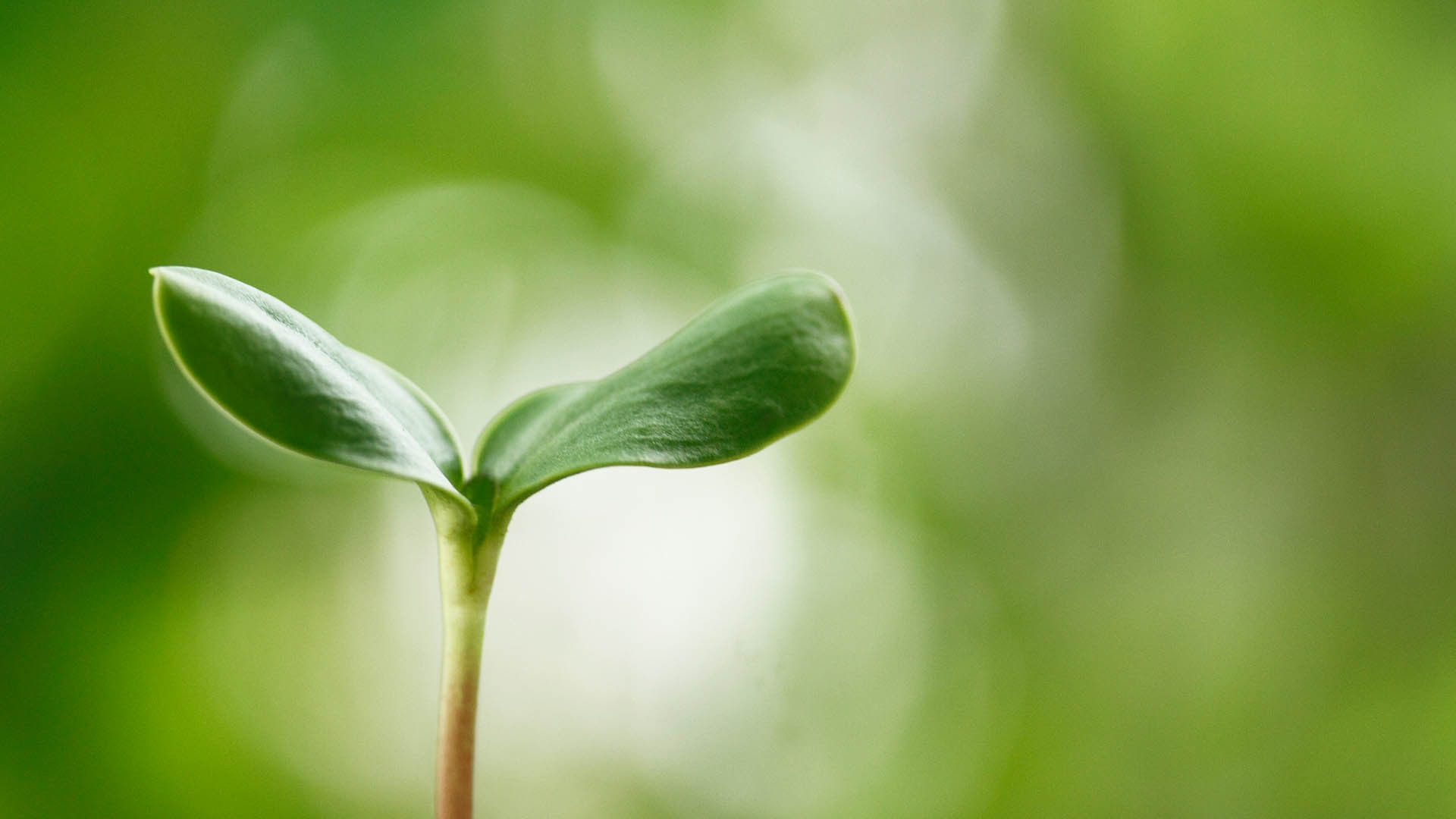 小清新 护眼壁纸 绿叶