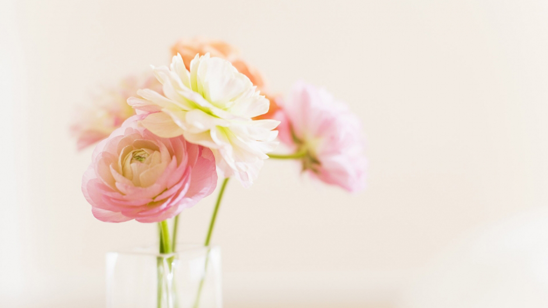 小清新 植物 花卉 日系