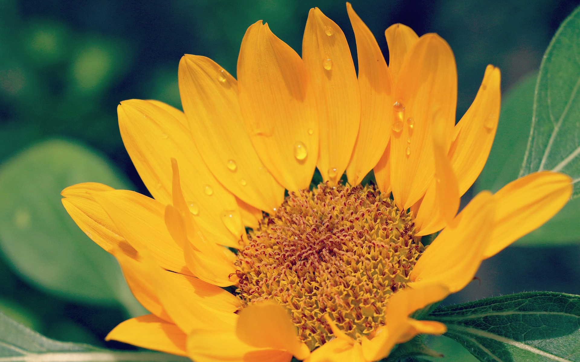 小清新 鸟语花香 向日葵