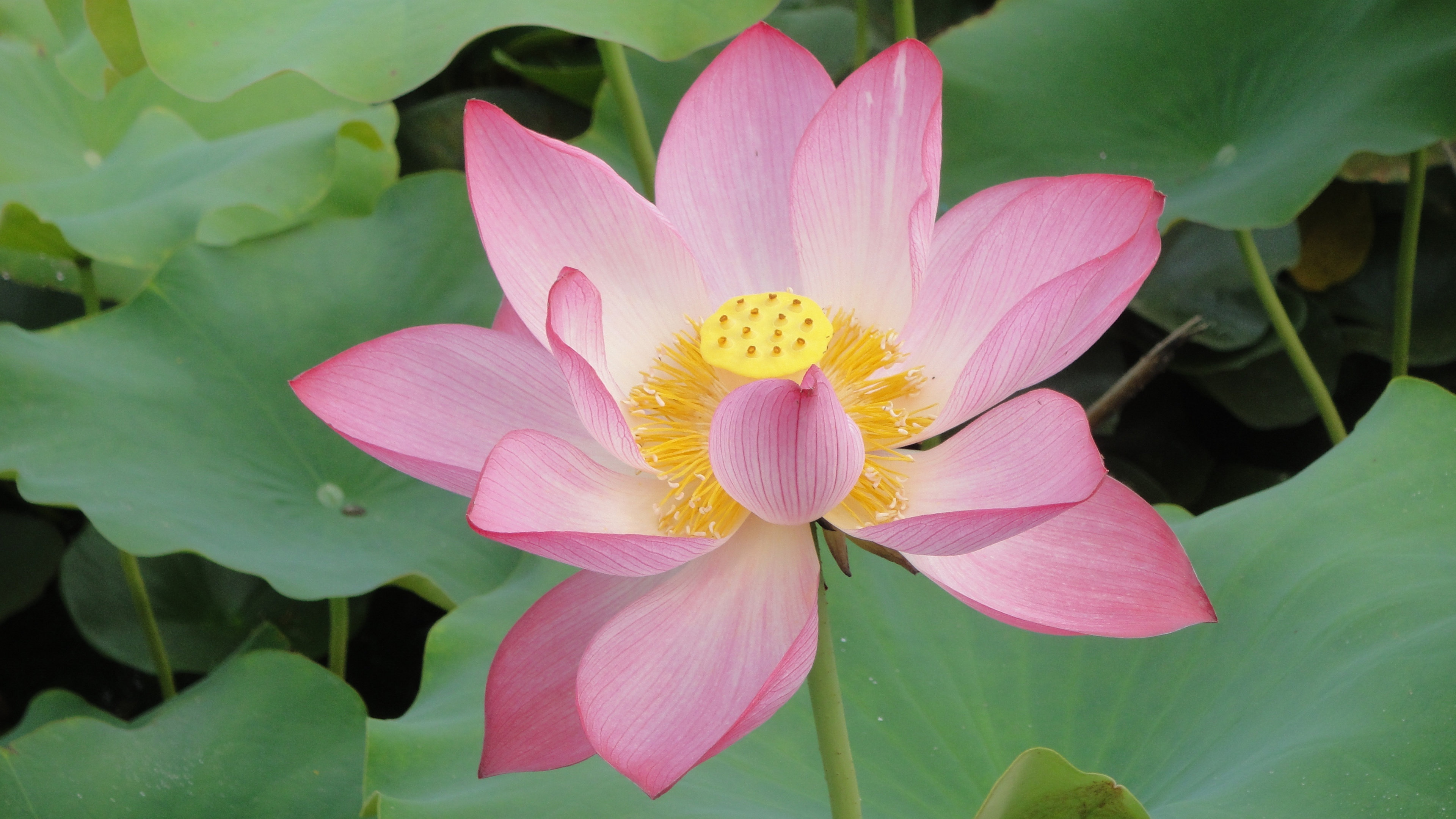 4K 荷花 花朵 花卉