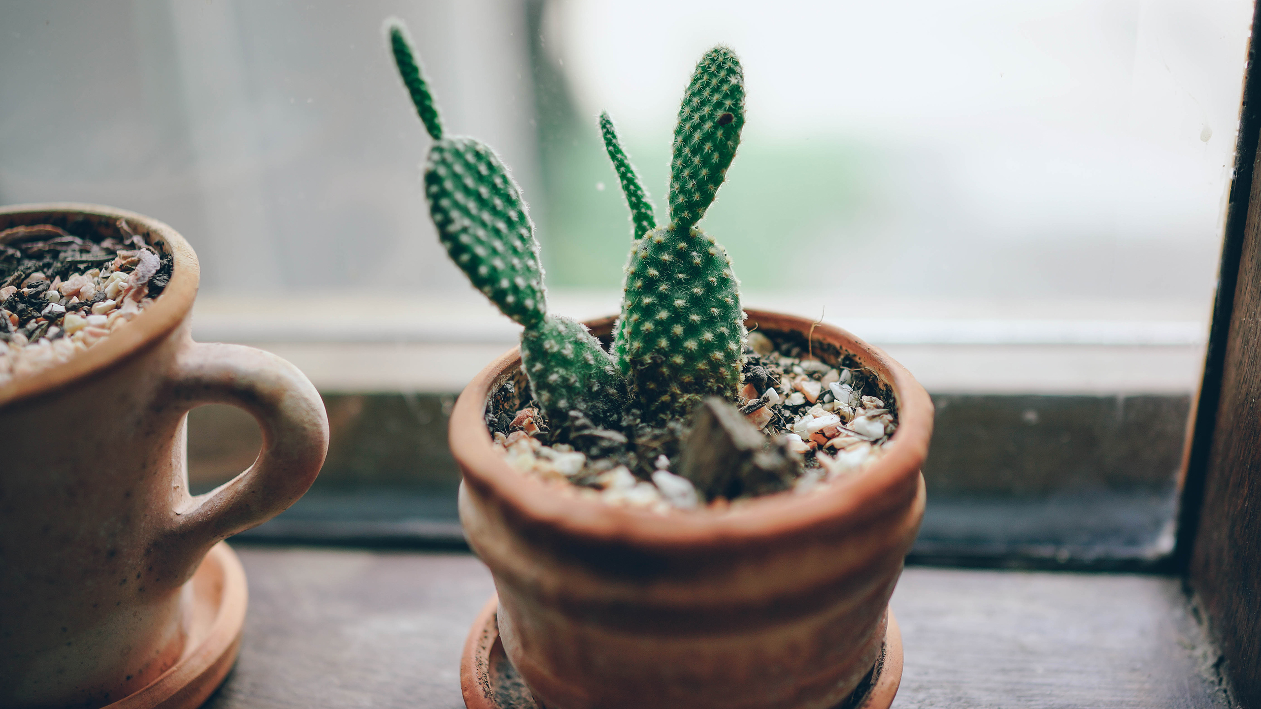 小清新 静物写真 盆栽 仙人掌