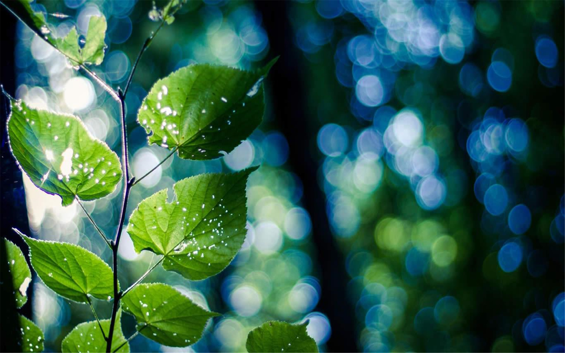 小清新 清新淡雅 树叶 绿植