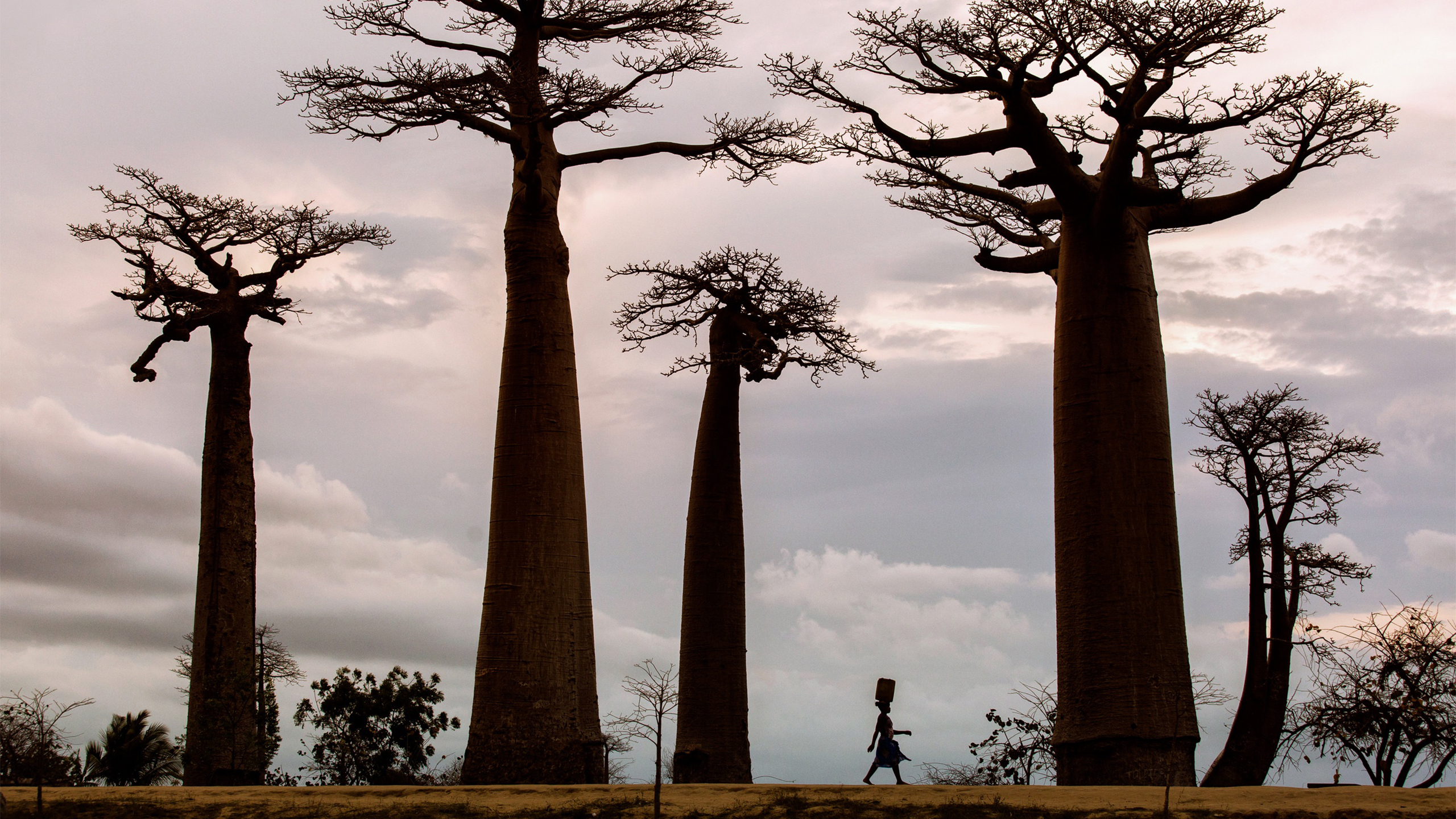 非洲 傍晚 落日
