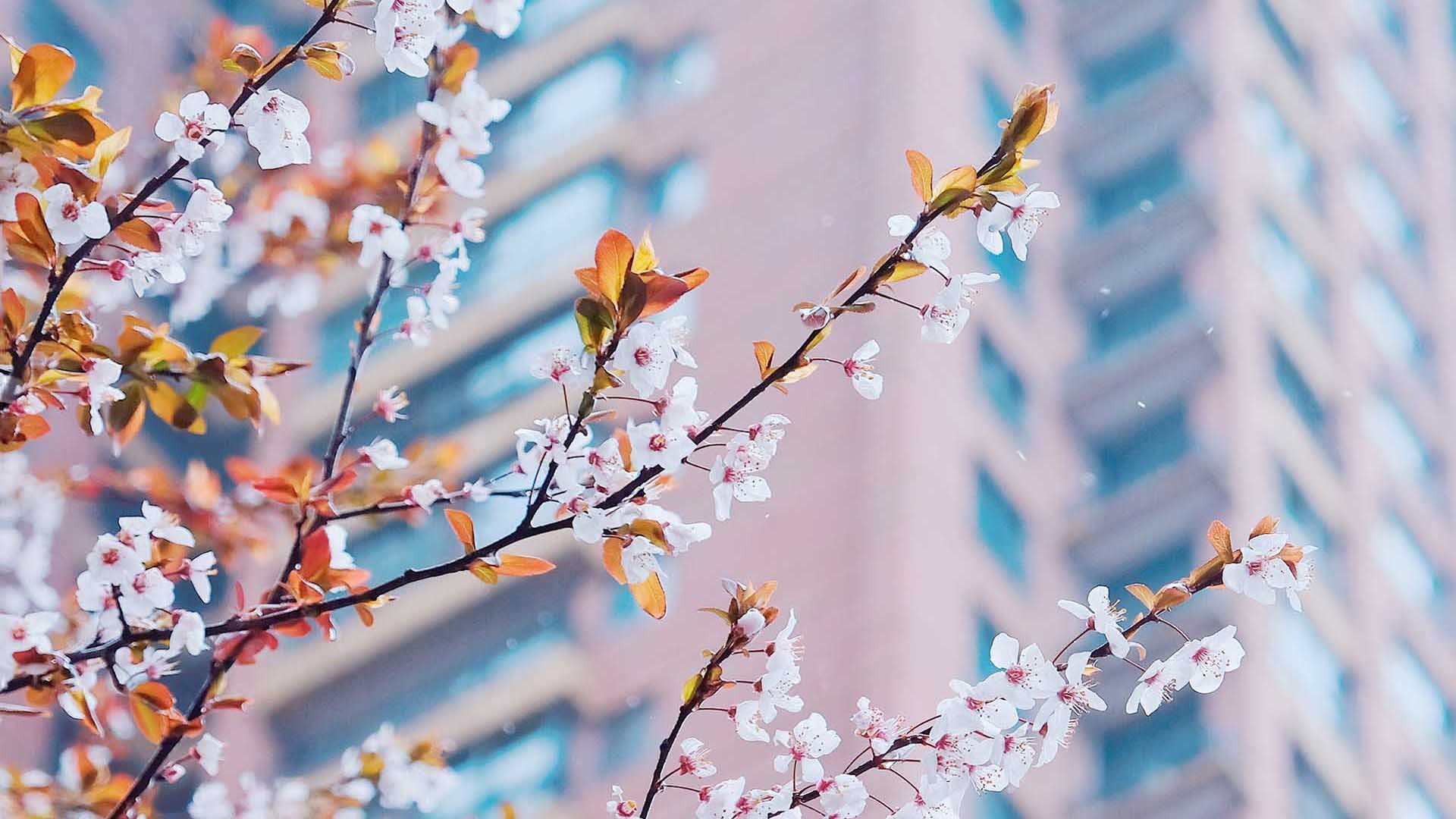 小清新 鸟语花香 桃花 樱花