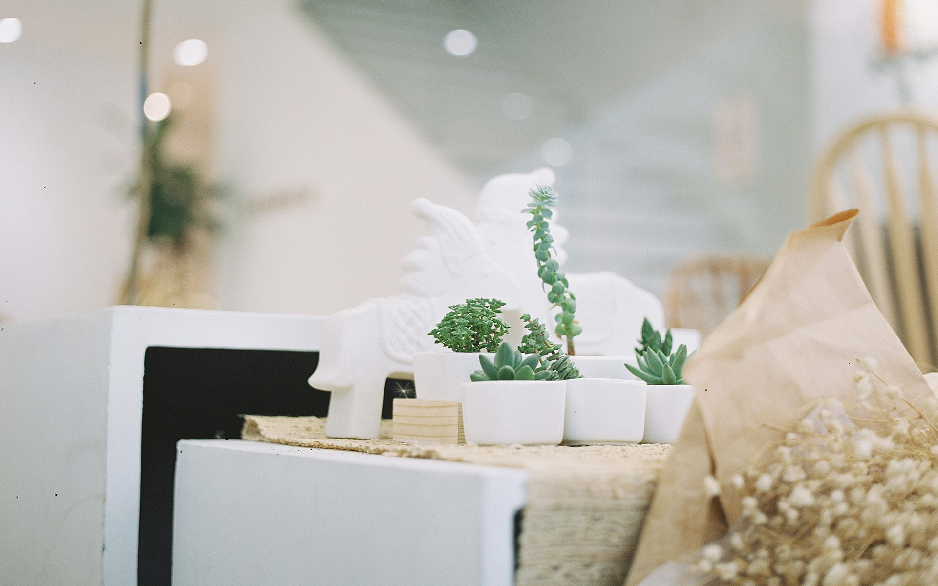 小清新 静物写真