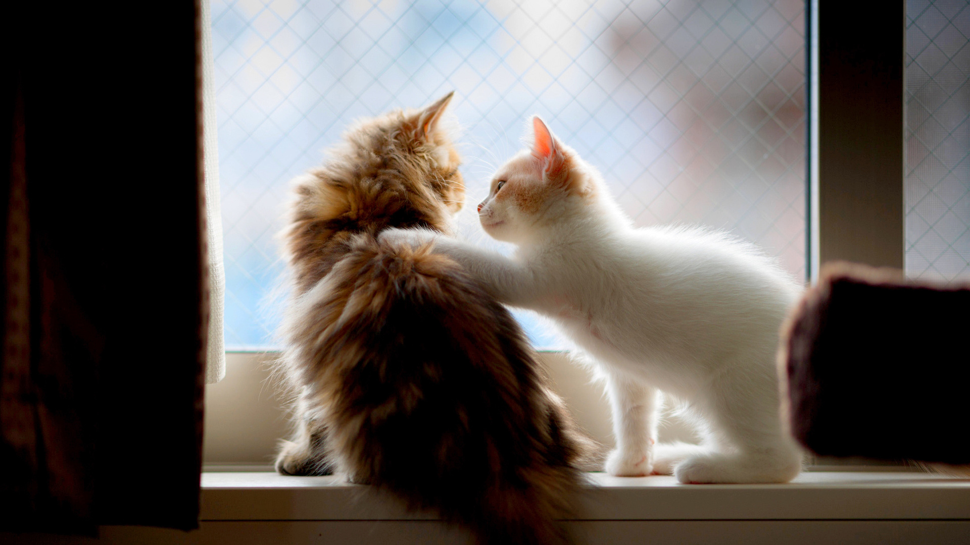 萌宠动物 喵星人