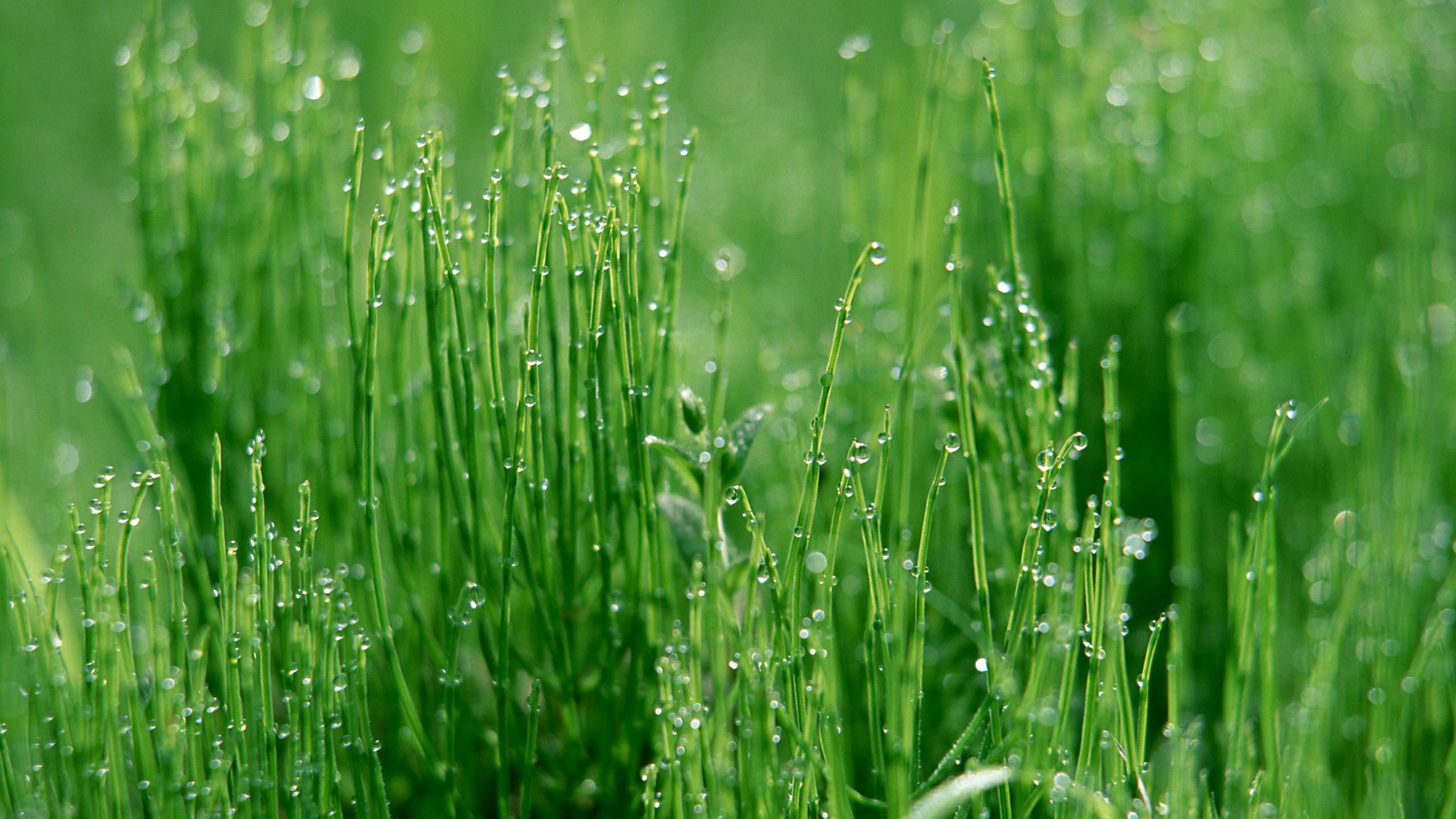 绿色植物上的露珠