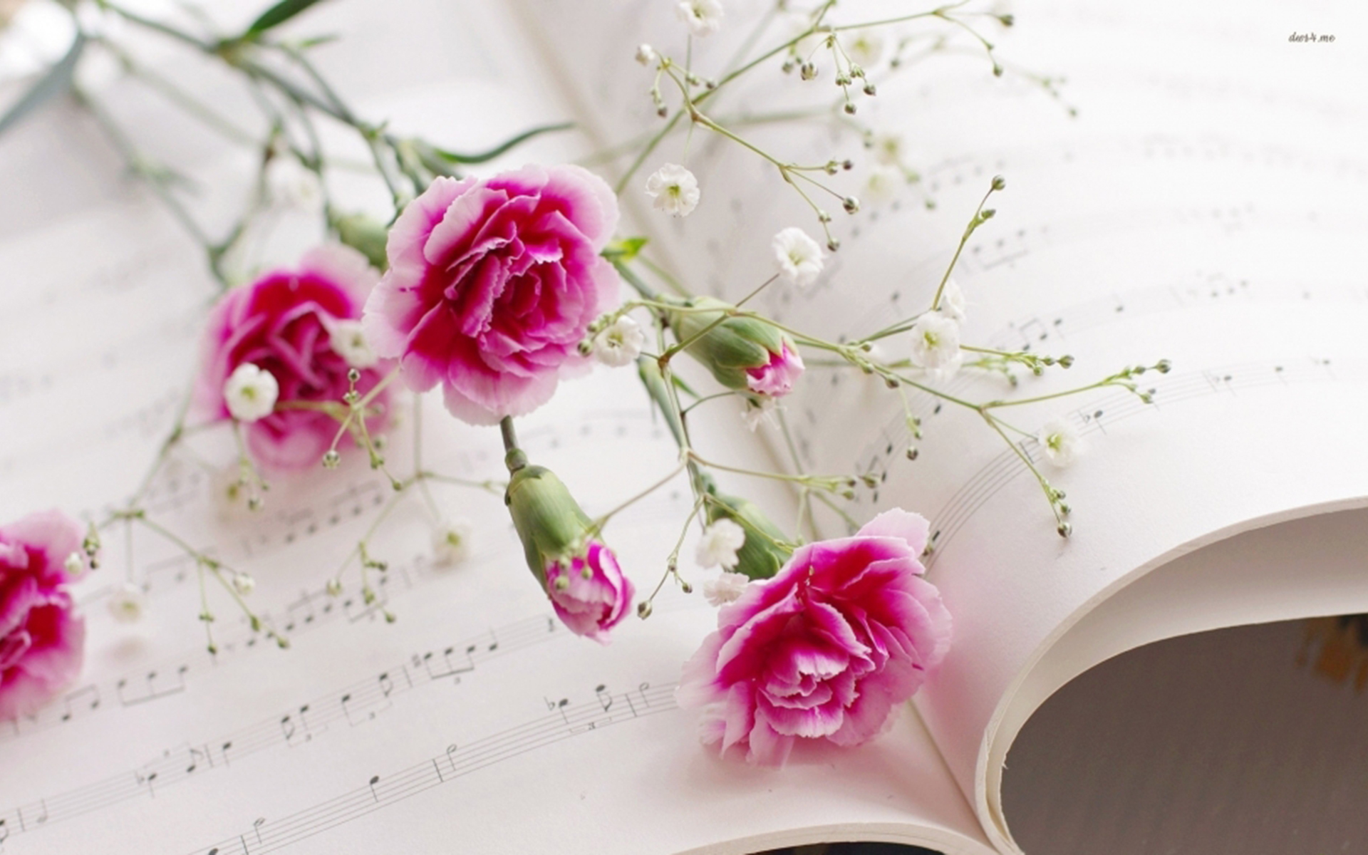 舒缓压力  红色康乃馨