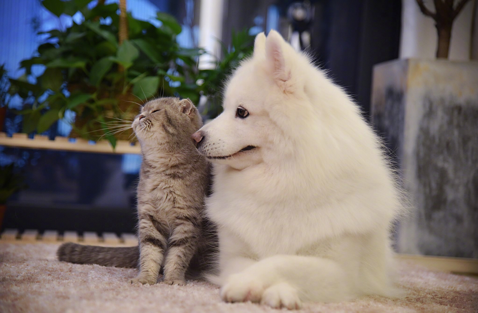 萌宠 动物 喵星人 汪星人 猫 狗