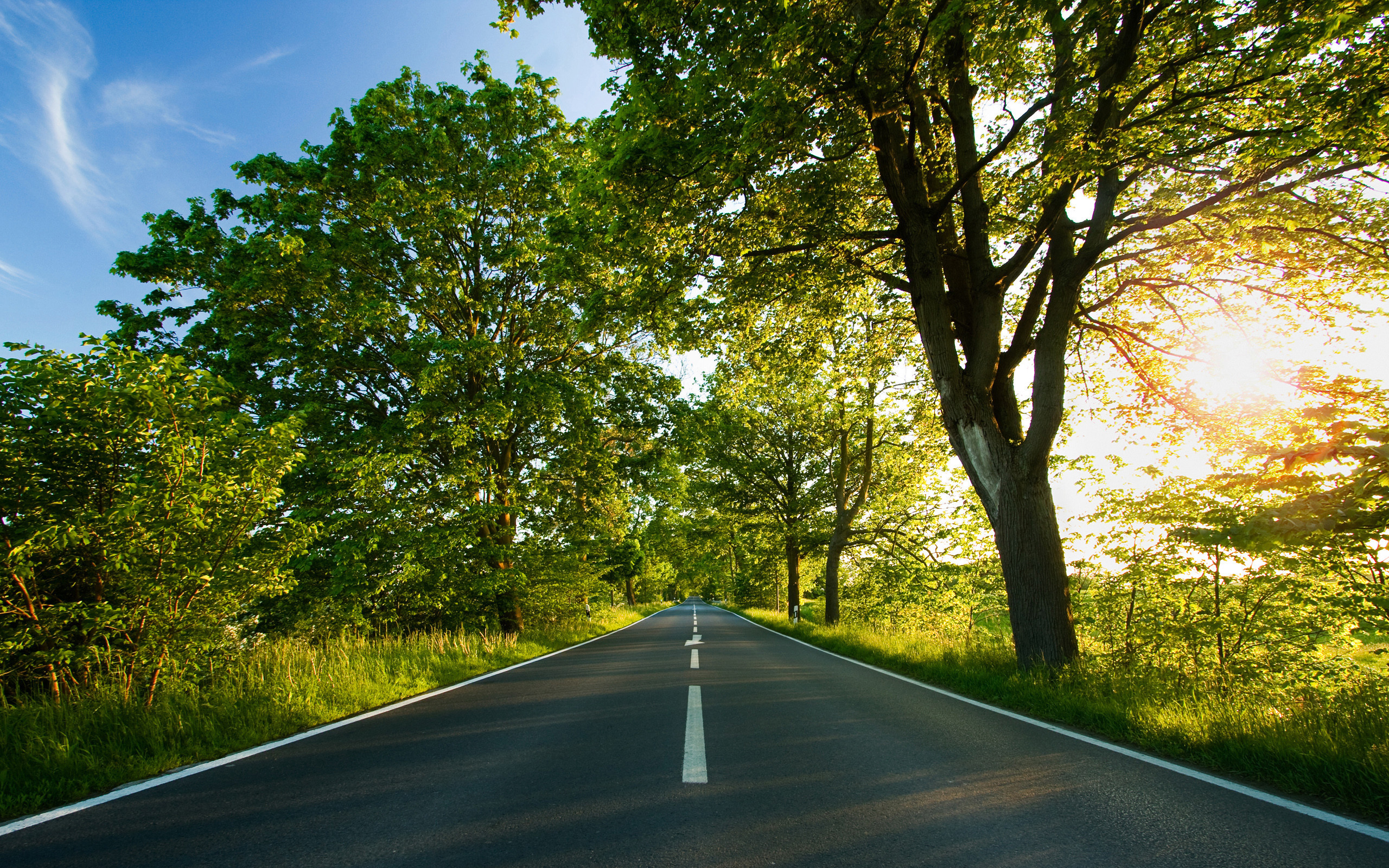 风景 道路 树木