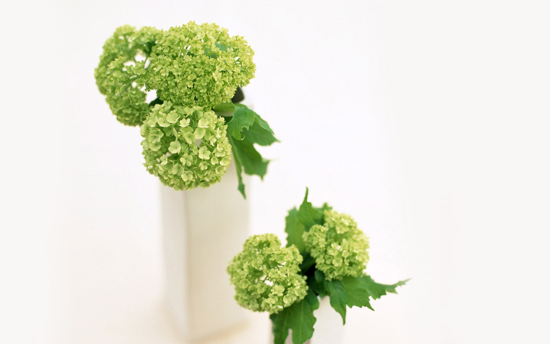 护眼壁纸 绿色植物