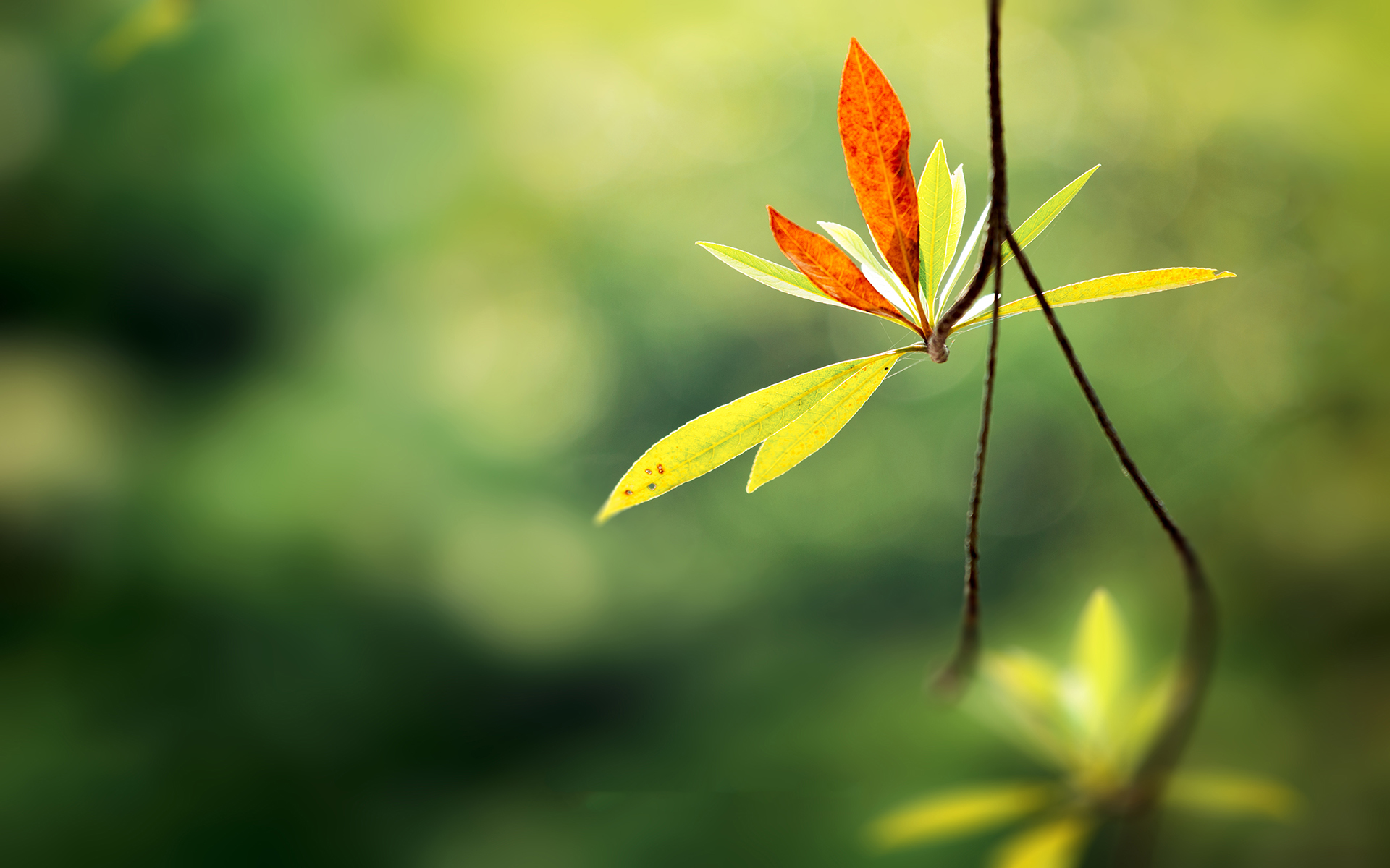 小清新 清新淡雅