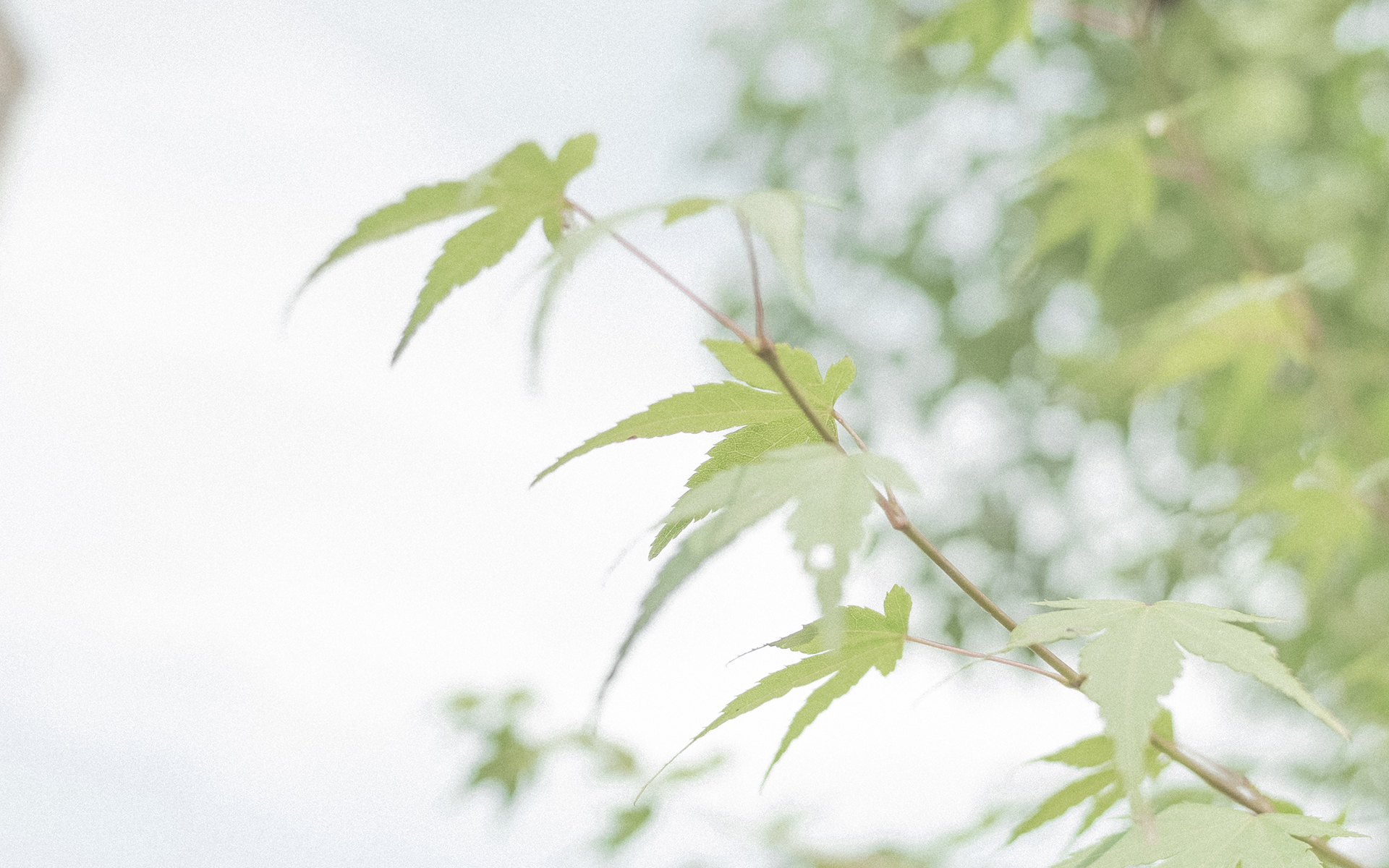 护眼壁纸  植物  绿色树叶