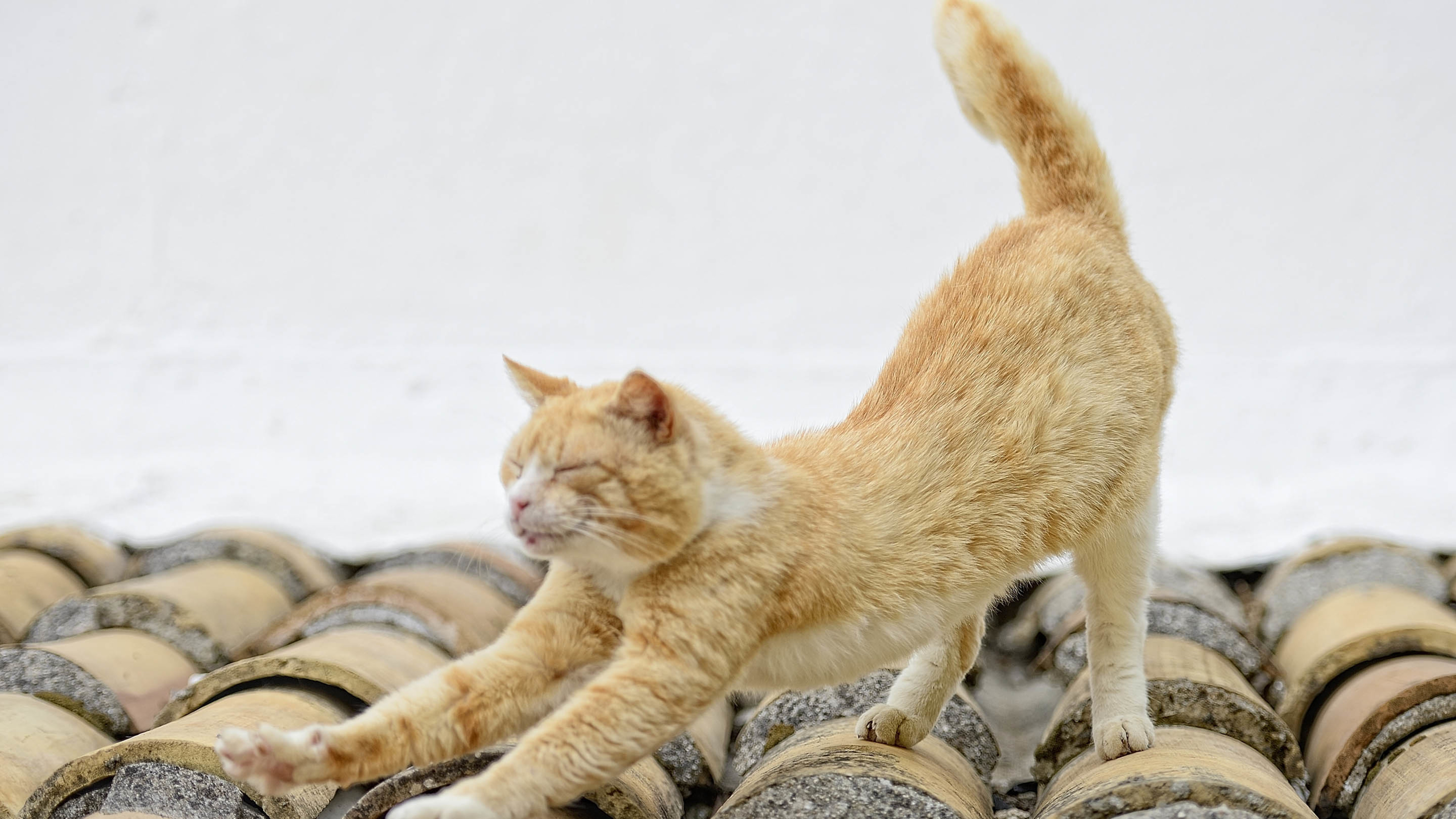 喵星人 伸懒腰的猫