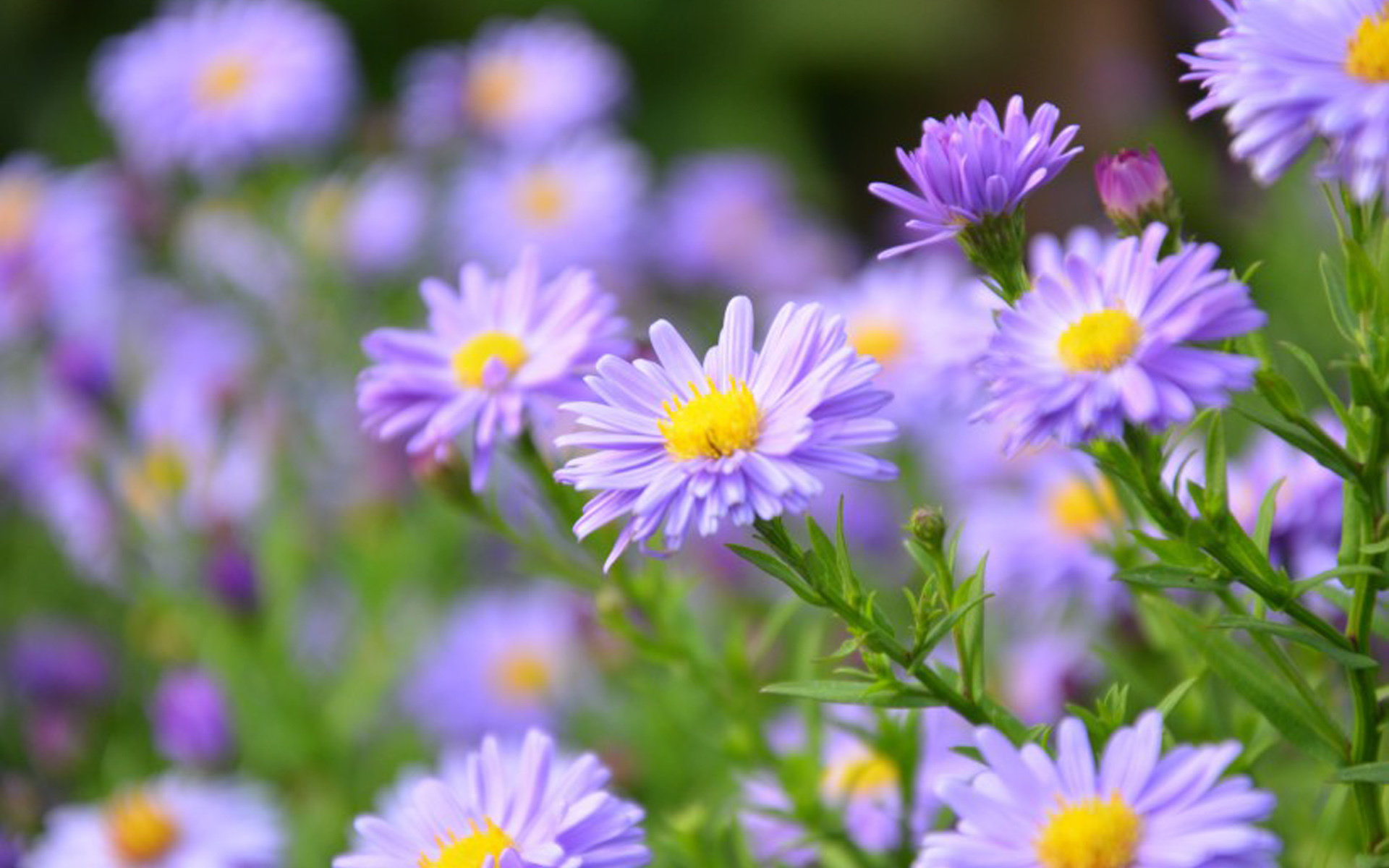 舒缓压力  日系小清新养眼植物