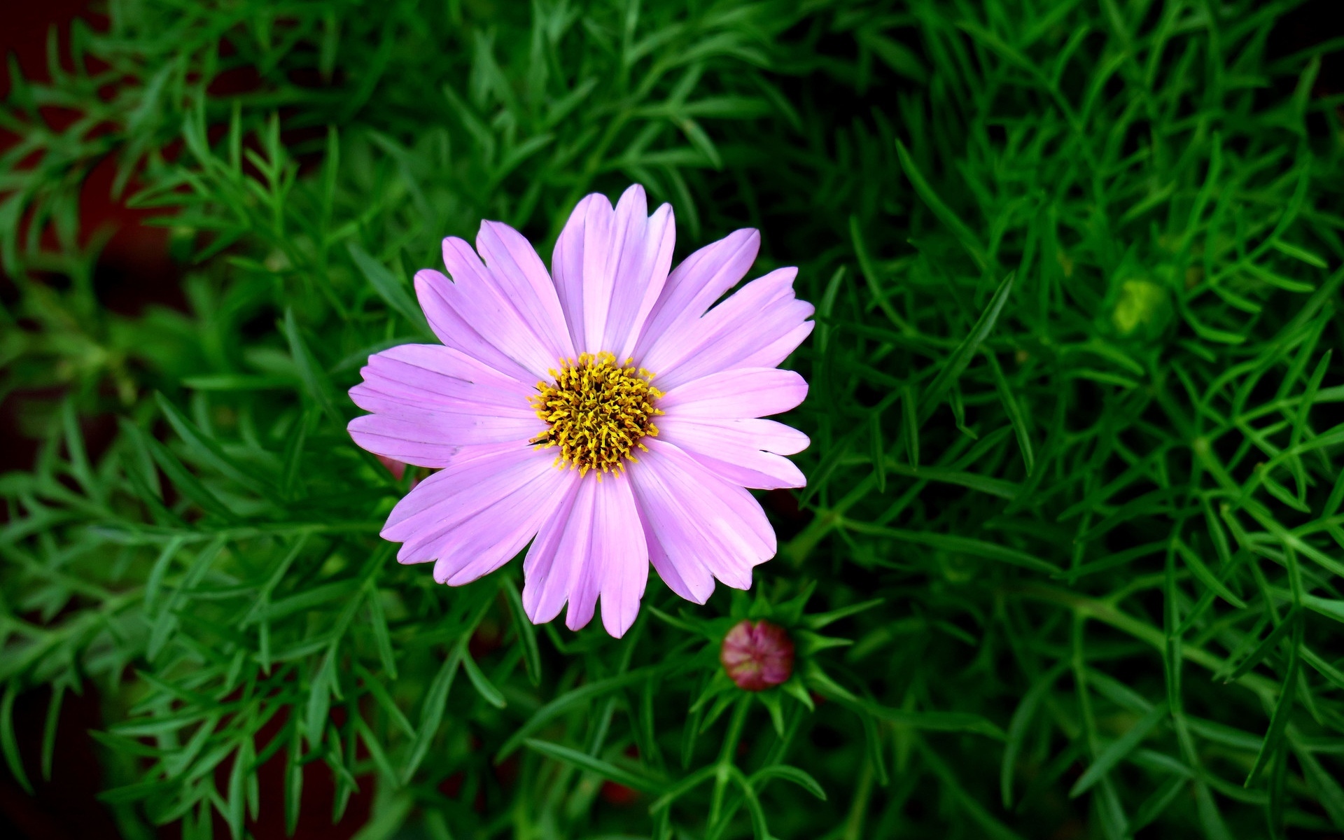 娇艳欲滴 紫色波斯菊